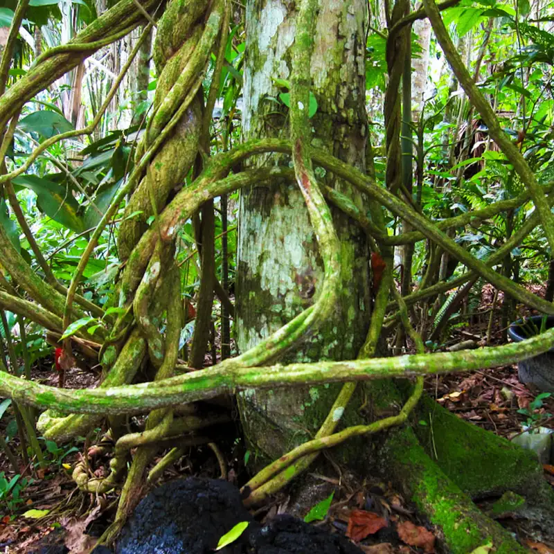 Vine of Amazon Jungle - Ayahuasca Retreat & Research Center