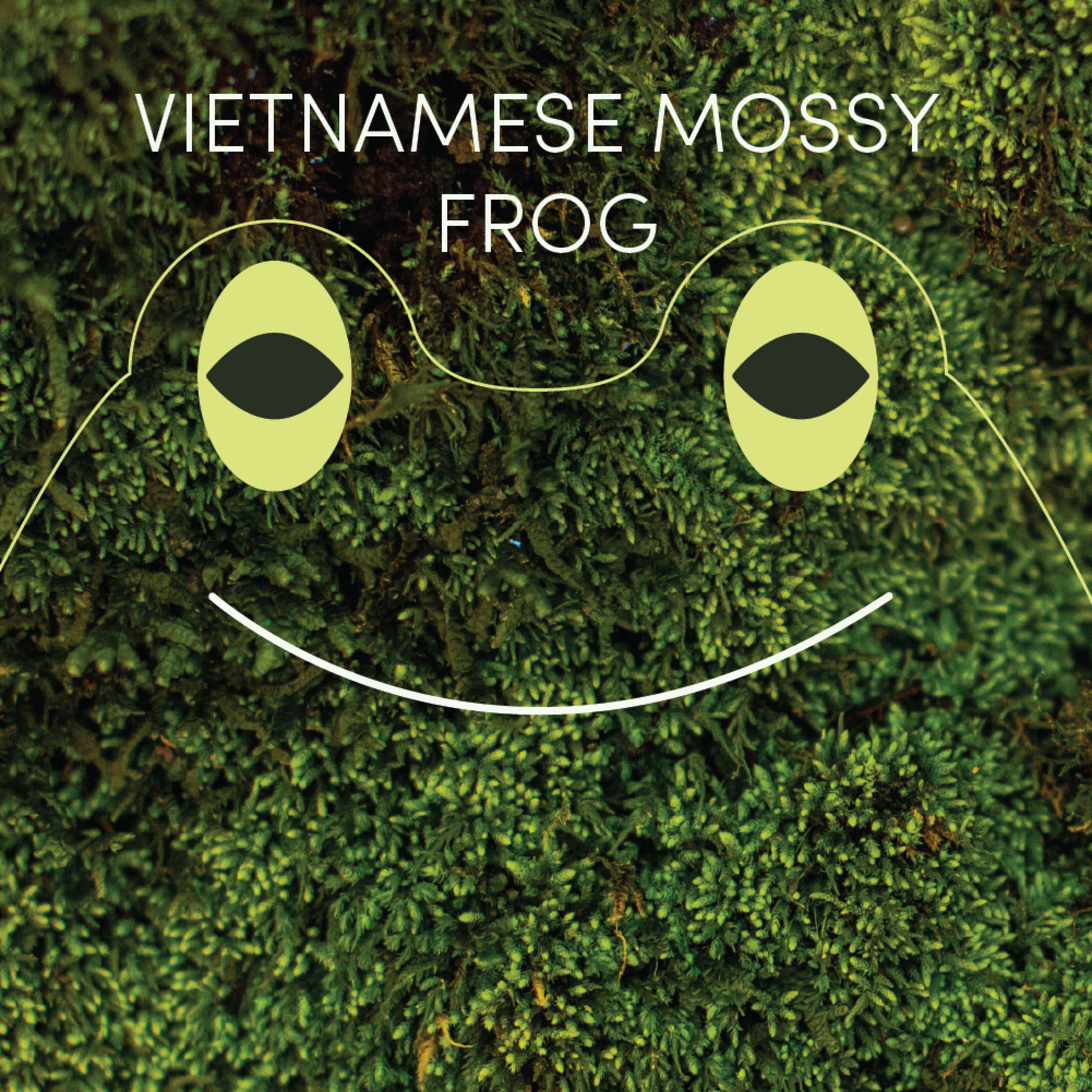 Vietnamese Mossy Frog | Week of May 10th