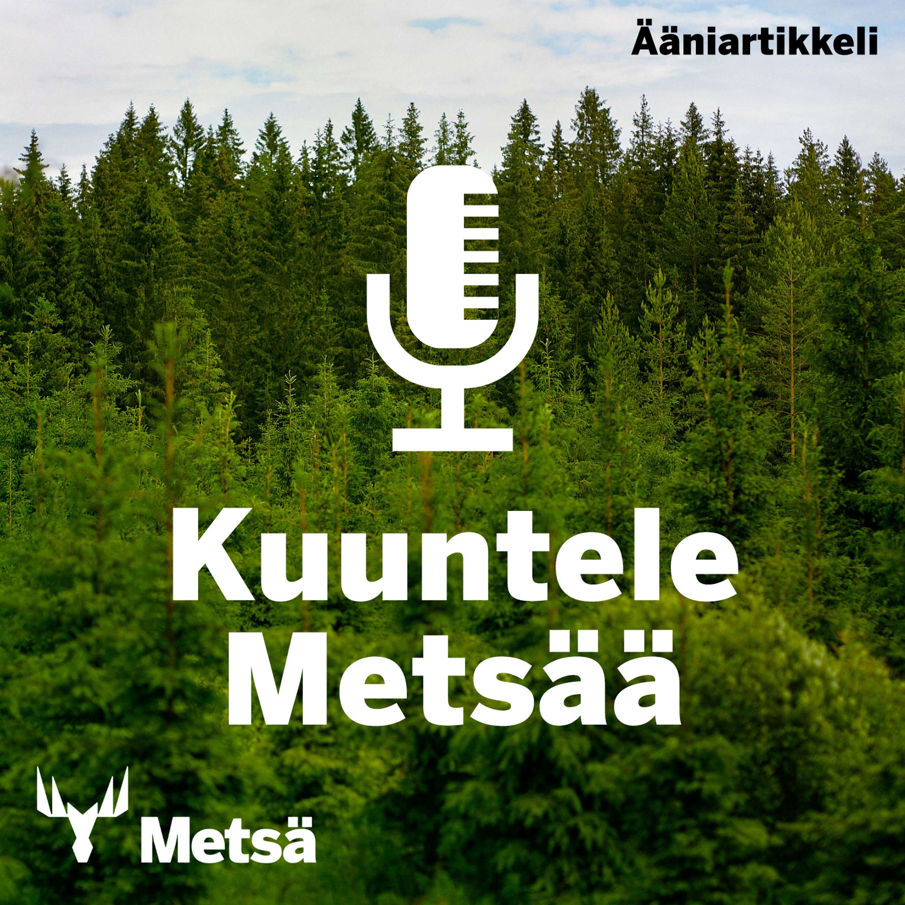 Kuuntele Metsää