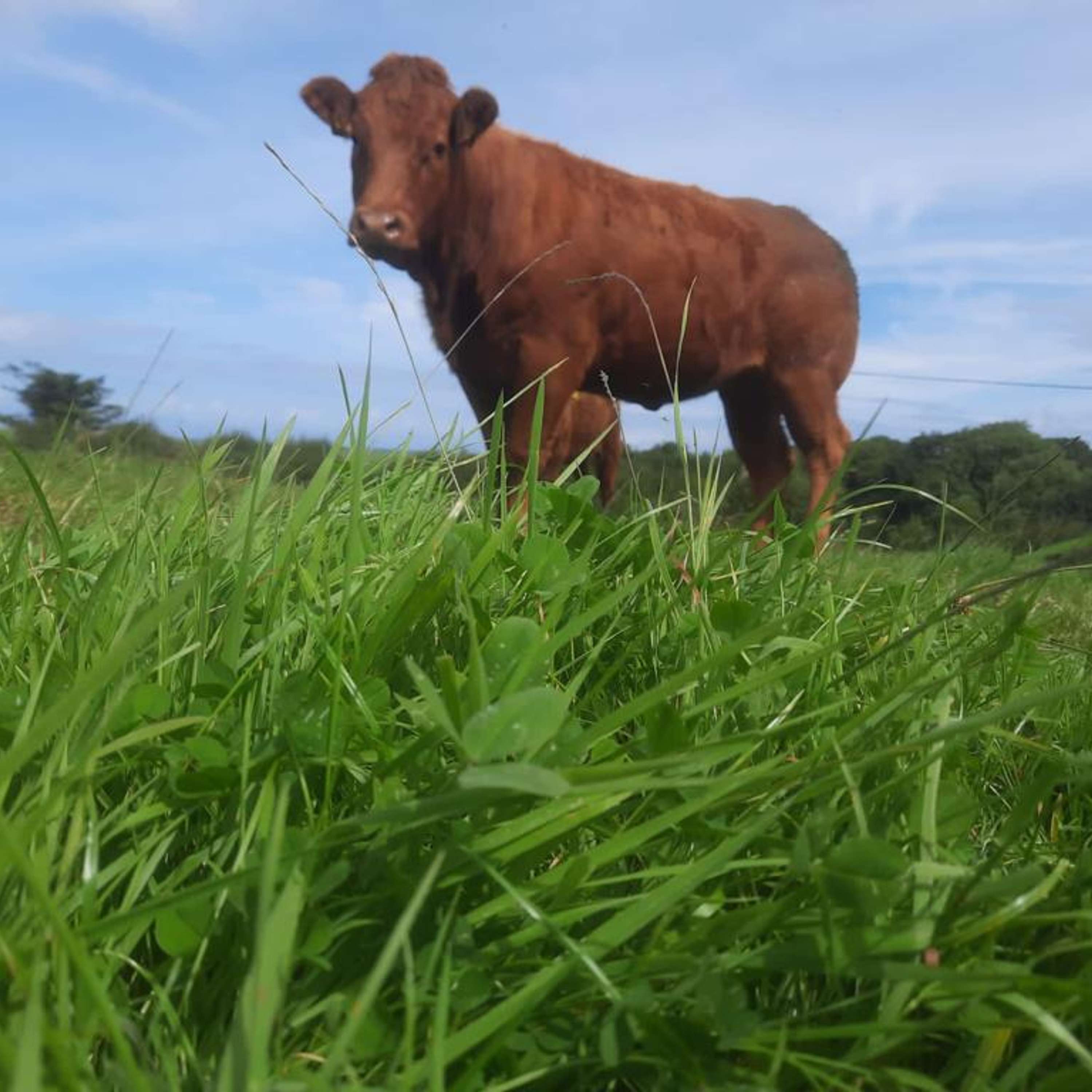 Grazing clover into the grazing sward