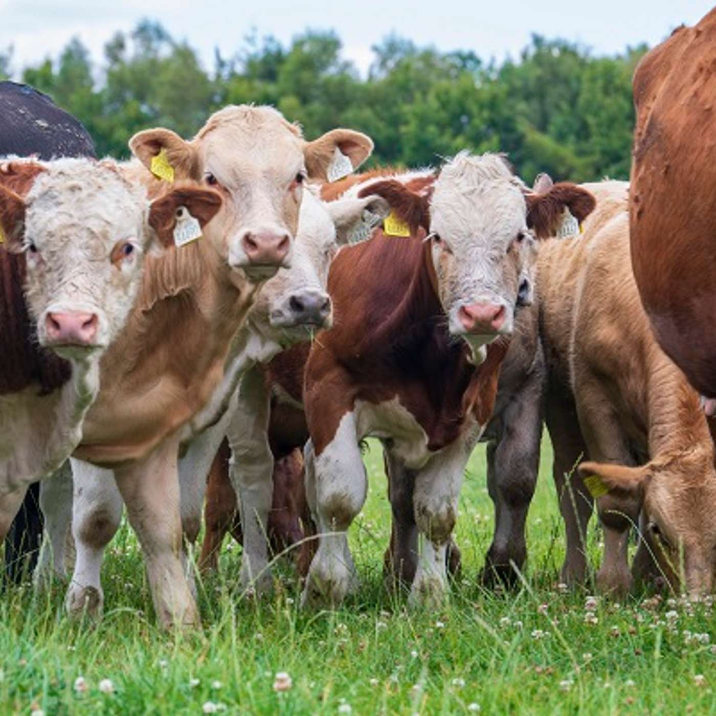 The benefits of joining the National Genotyping Programme