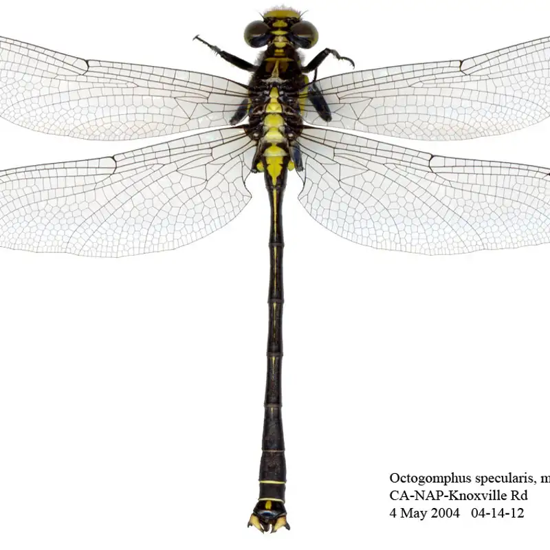 Grappletail Dragonfly