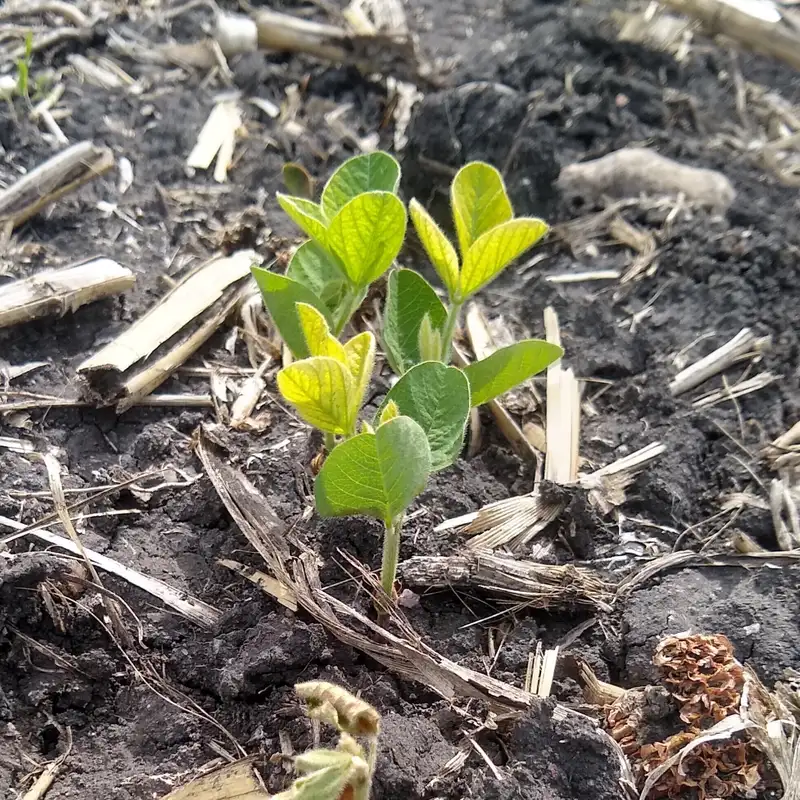 Iron Deficiency Chlorosis (IDC) in soybean