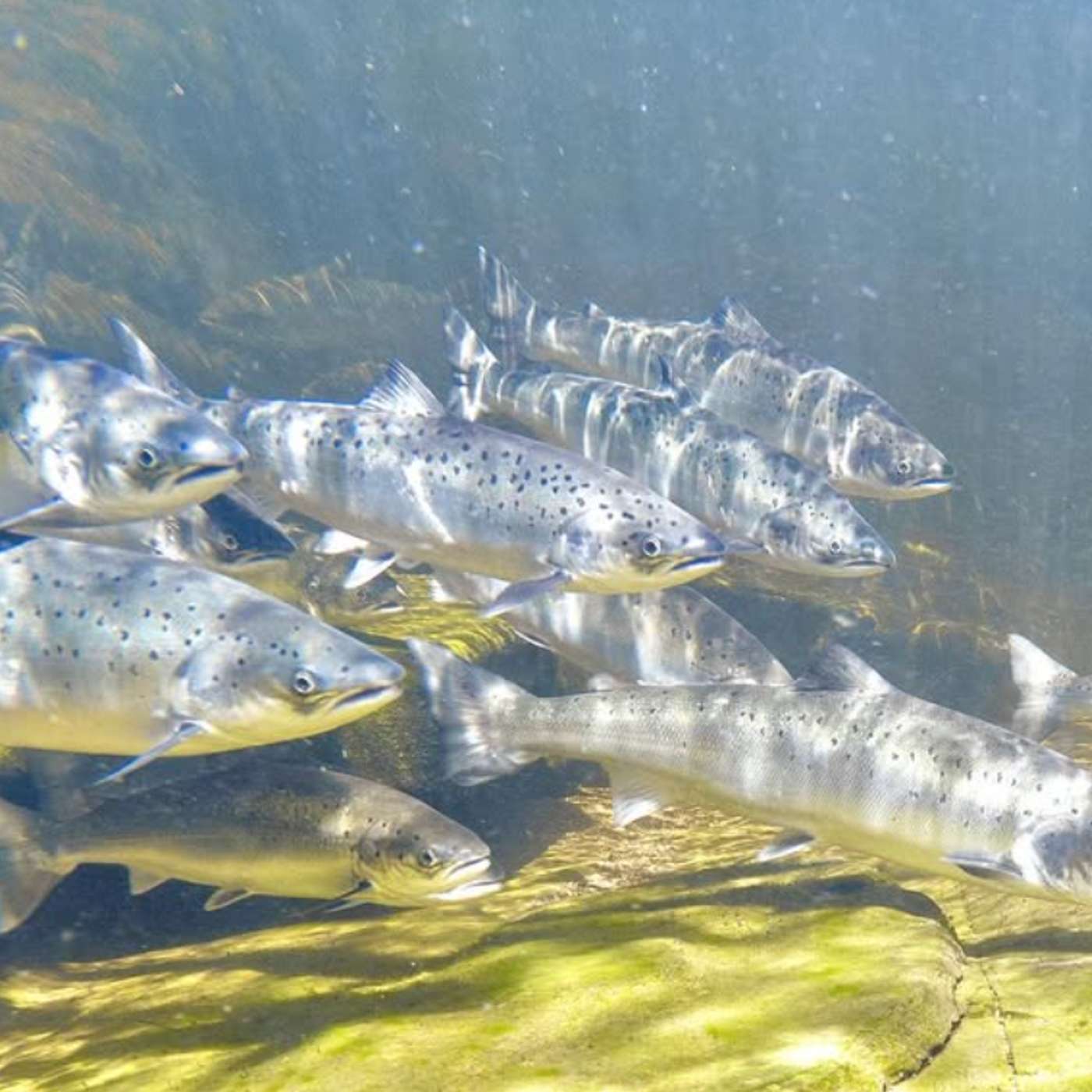 Rob Macfarlane: Why rivers are alive and should have rights