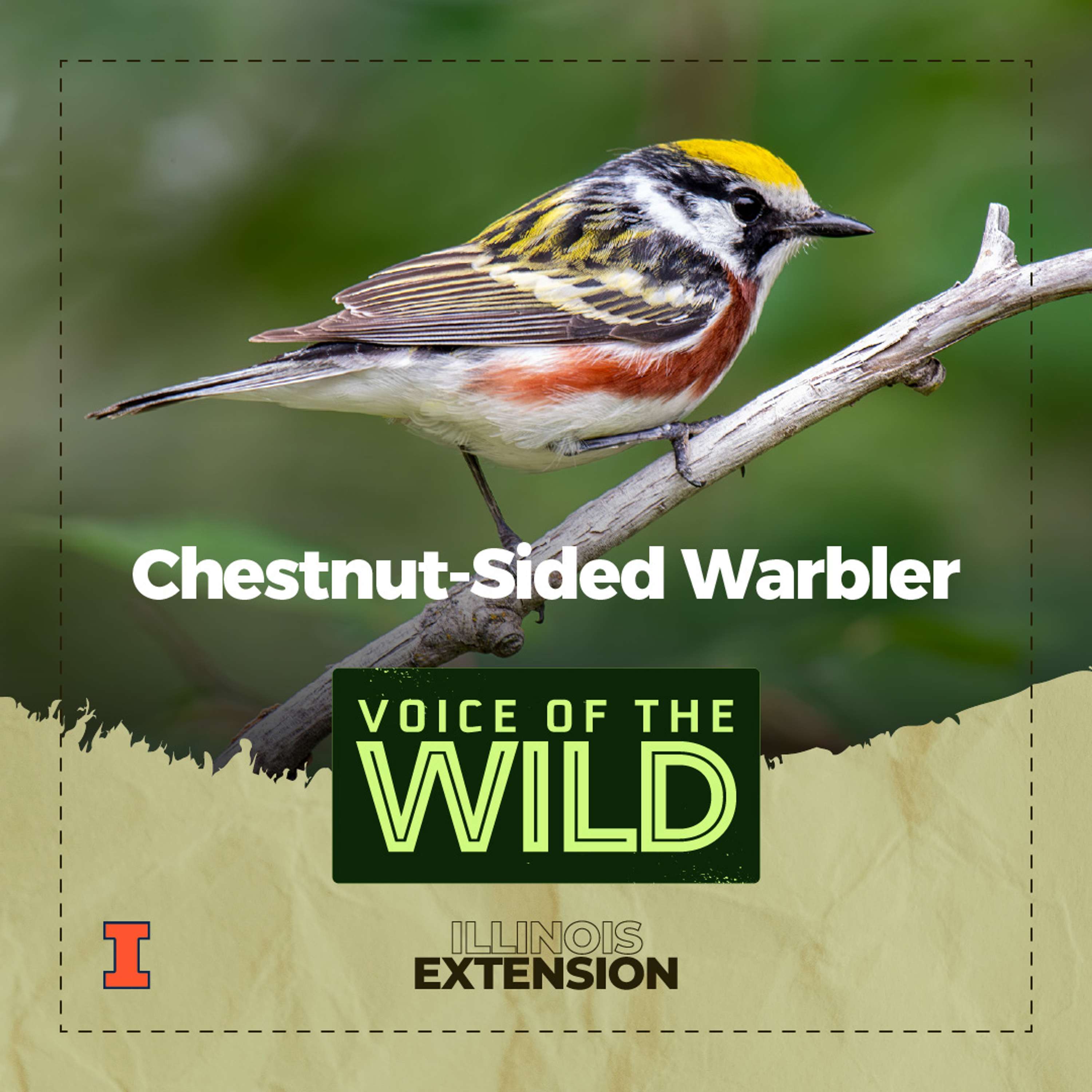 Voice of the Wild