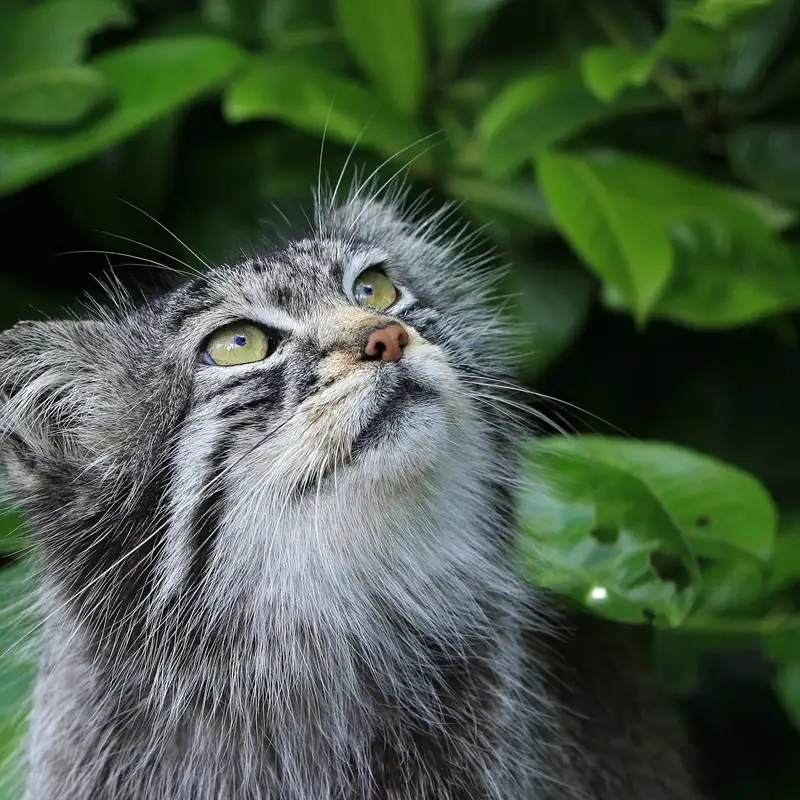 Pallas's Cat