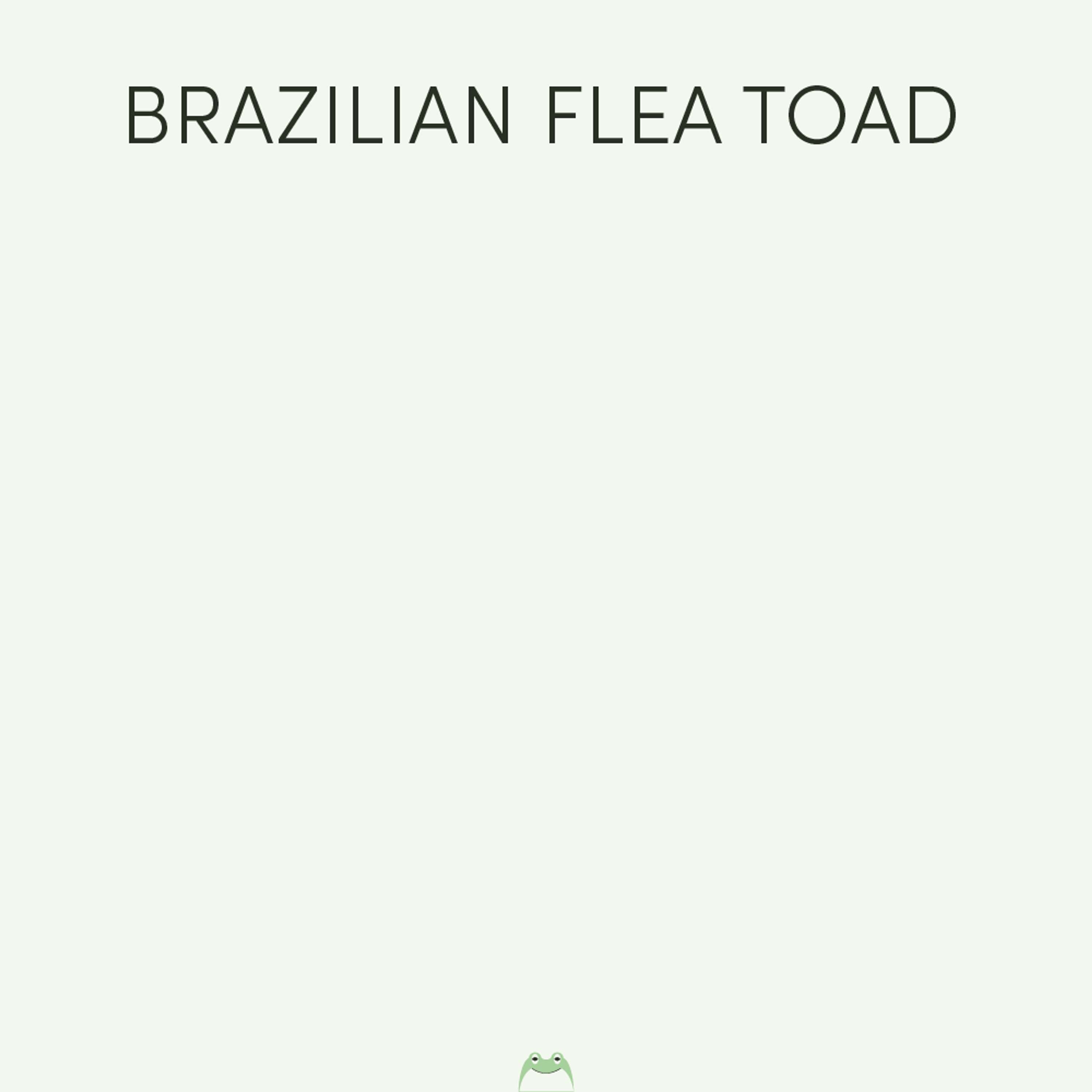 Brazilian Flea Toad | Week of May 13th