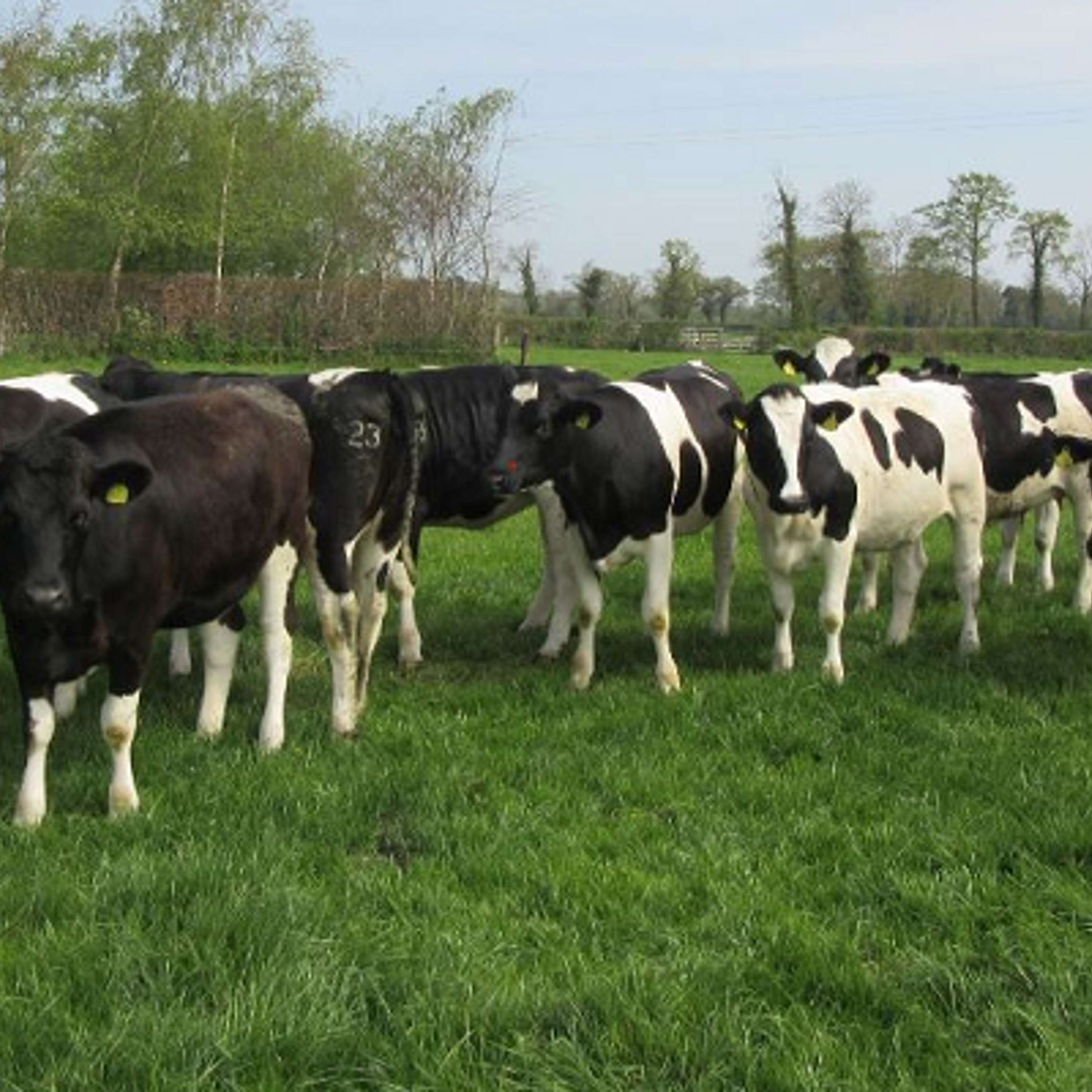 Heifer Rearing with Hazel Costigan