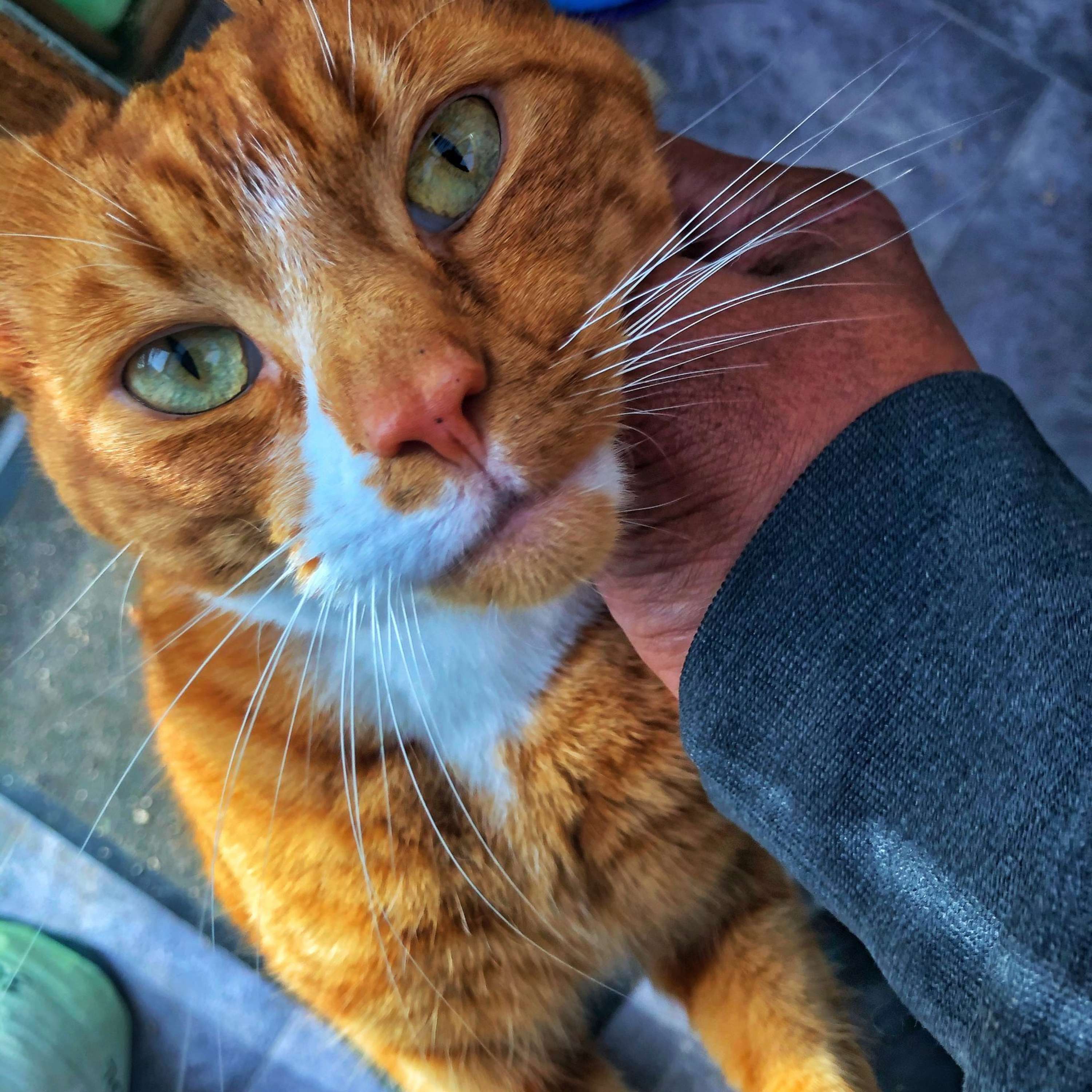 Pay attention and meet Theo the cat