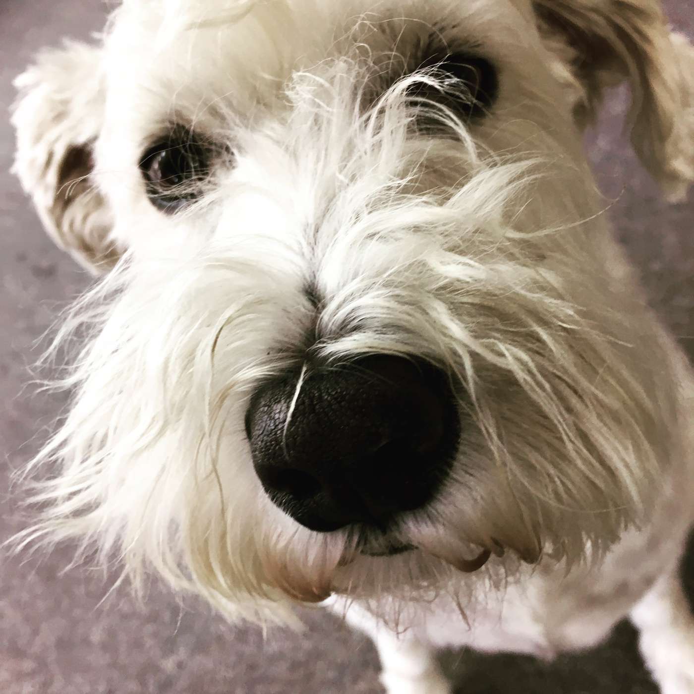 Adopt A Shelter Dog Month