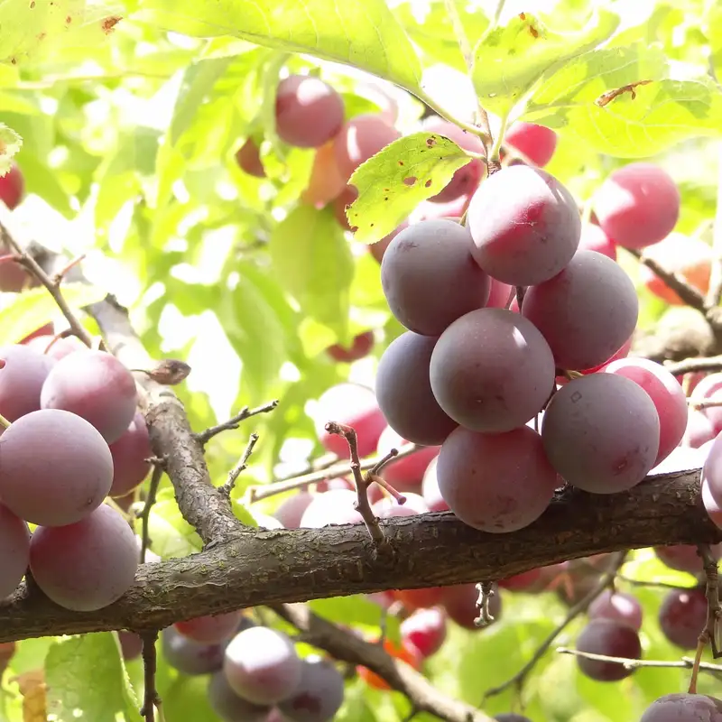 How to Grow Beach Plums with Ken Asmus