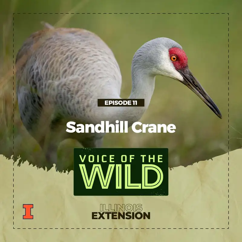 Episode 11: Sandhill Crane – Voice of the Wild