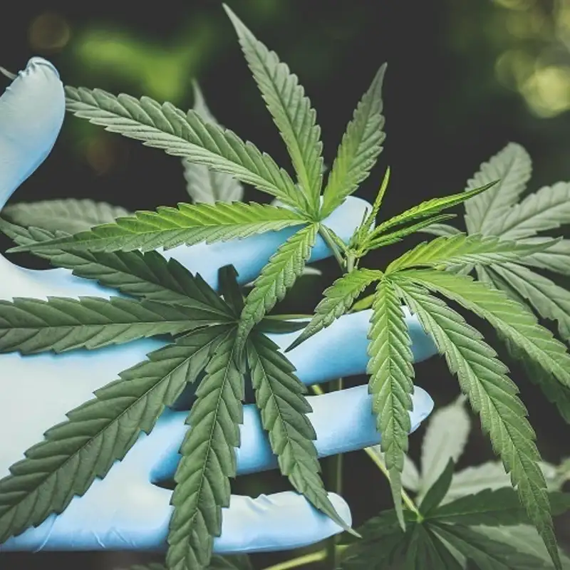 FINANCES - Le cannabis est désormais un moteur économique majeur au Canada