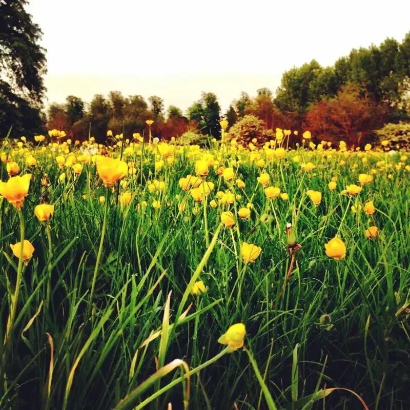 Skipping through the meadows