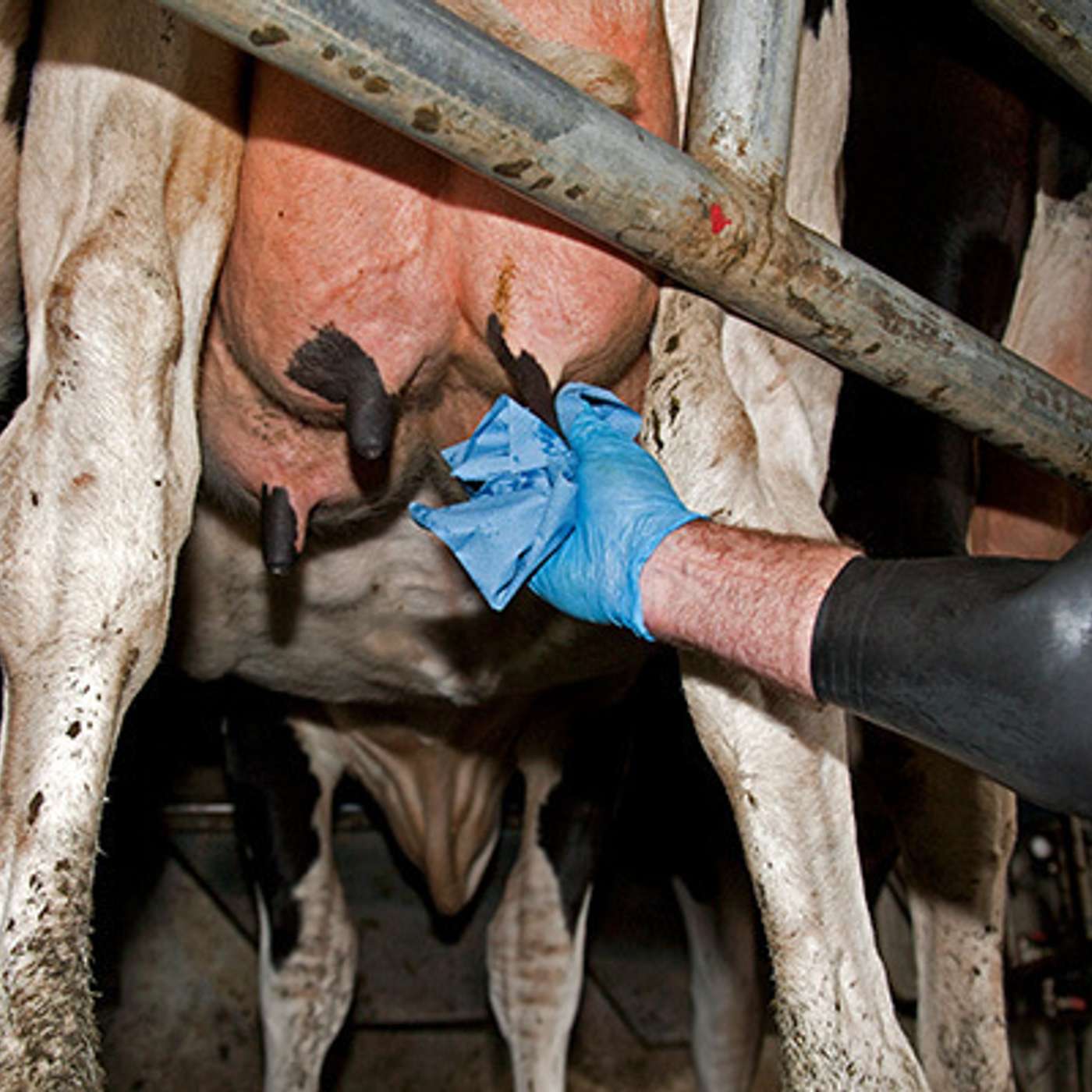 The Dairy Edge
