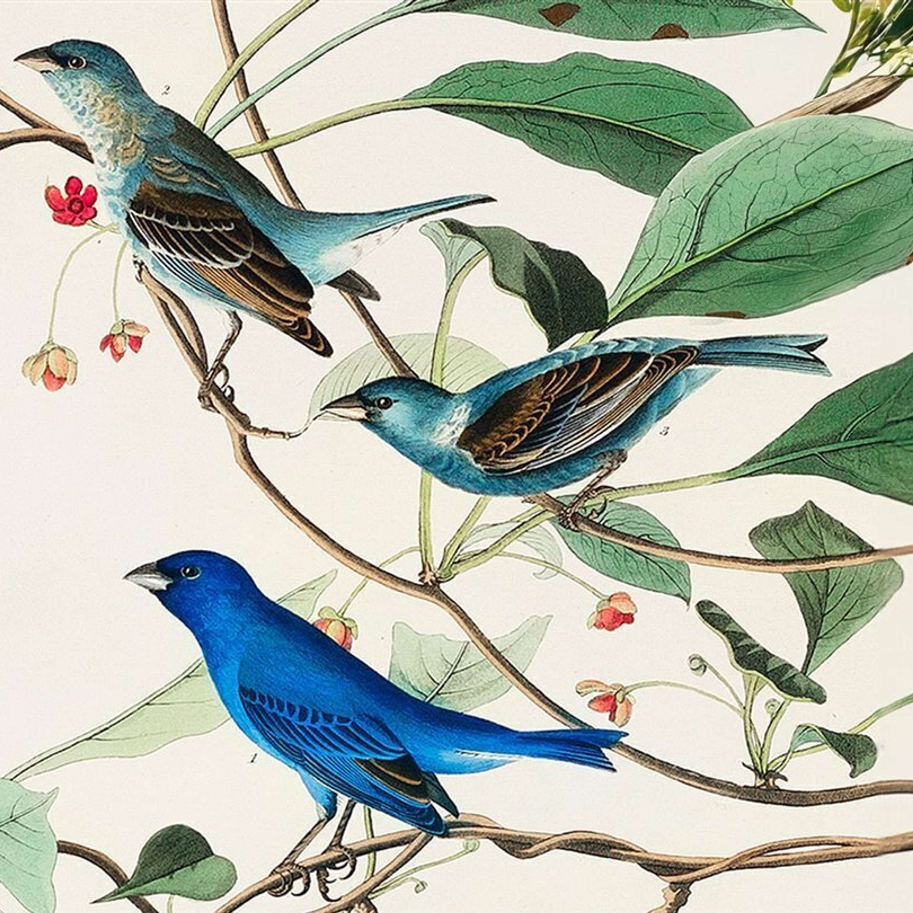 El vuelo: de los dinosaurios a los hermanos Wright (II): El vuelo de las primeras aves