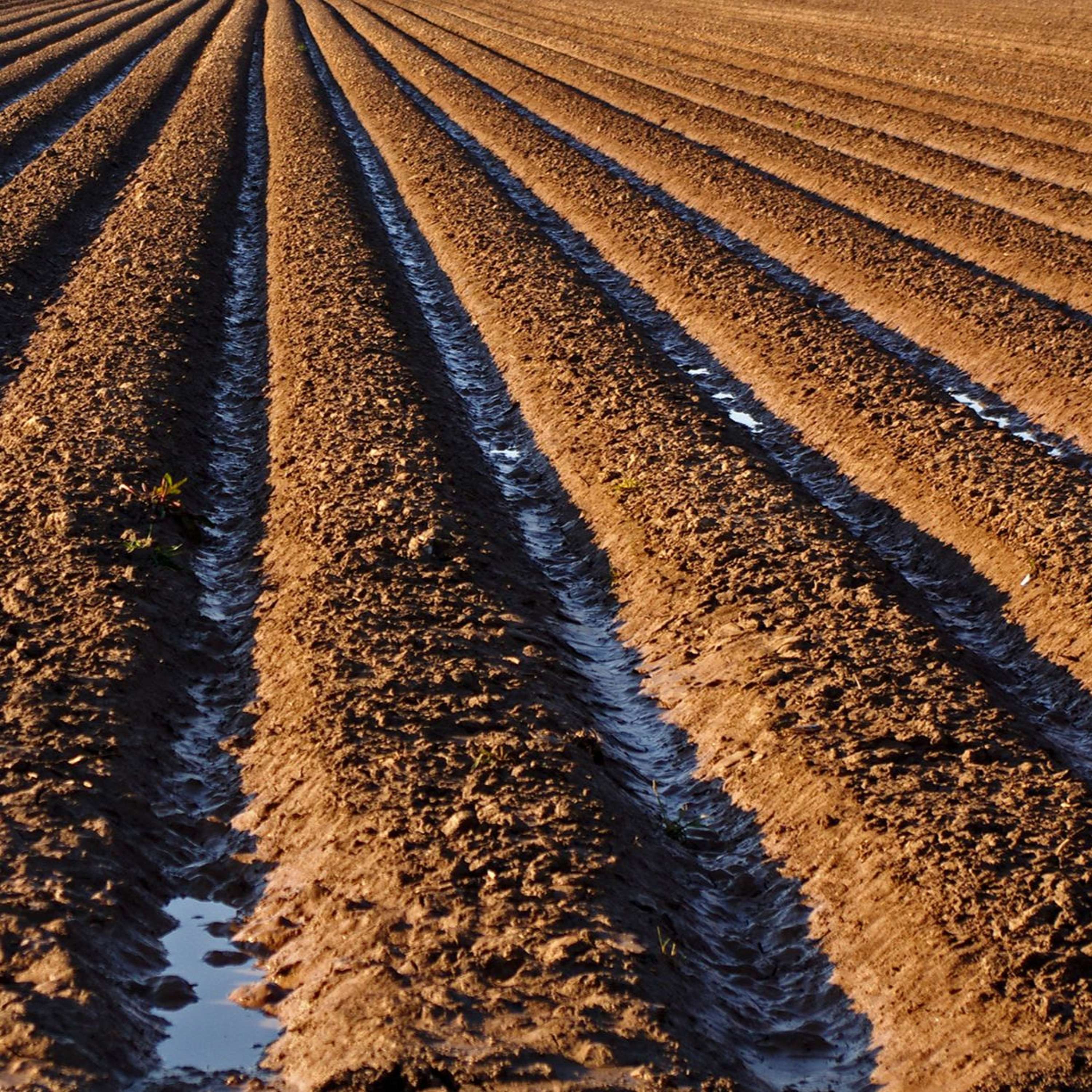 Arkansas AgCast