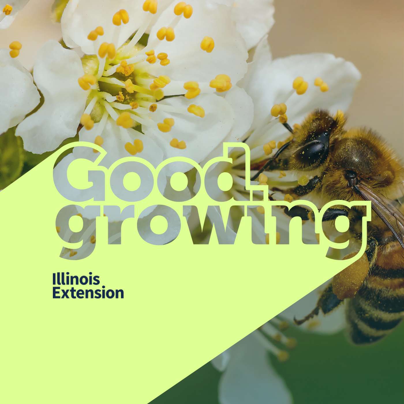 Ep. 207 Bee Conservation: Honeybees, Native Bees, and Their Roles | #GoodGrowing