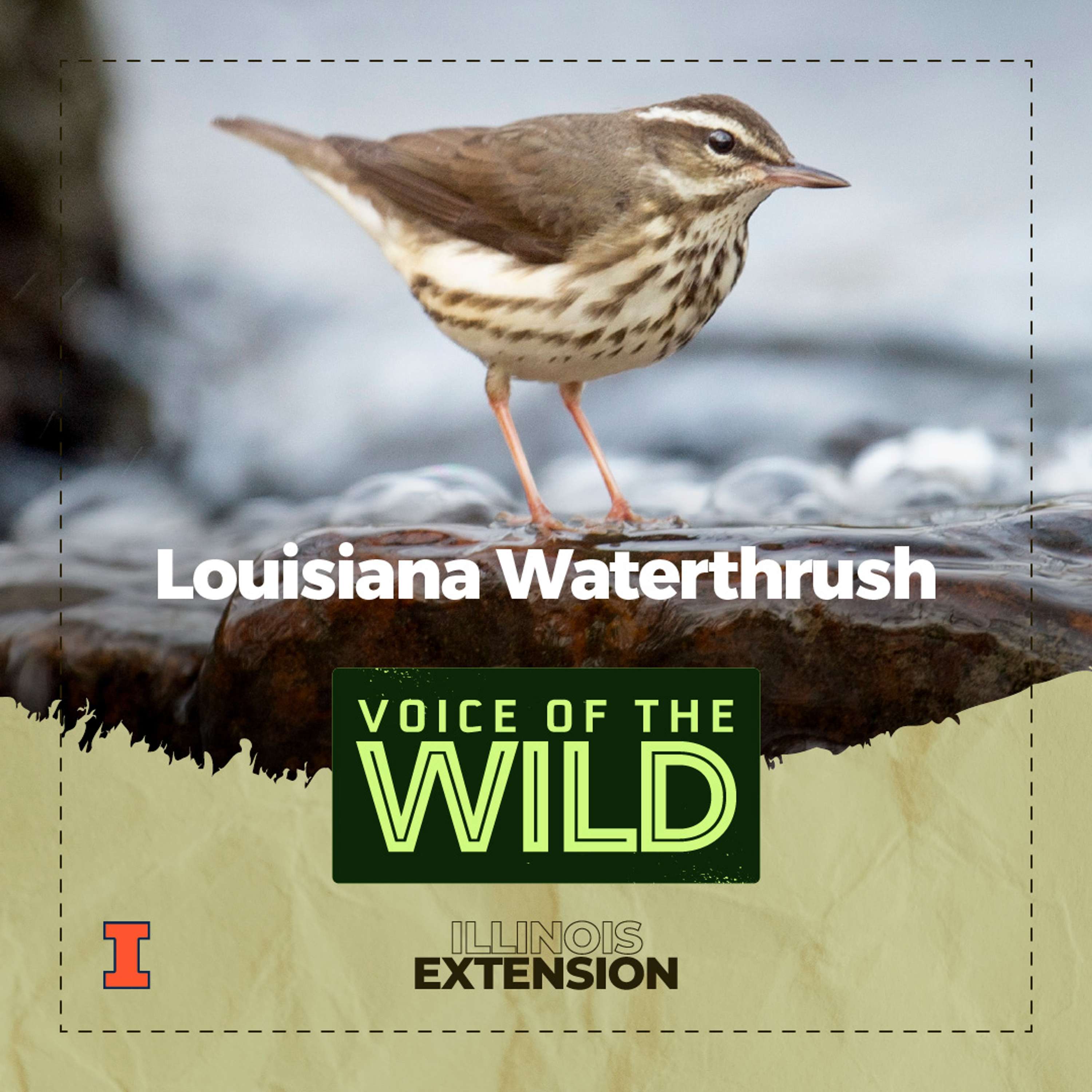 Voice of the Wild