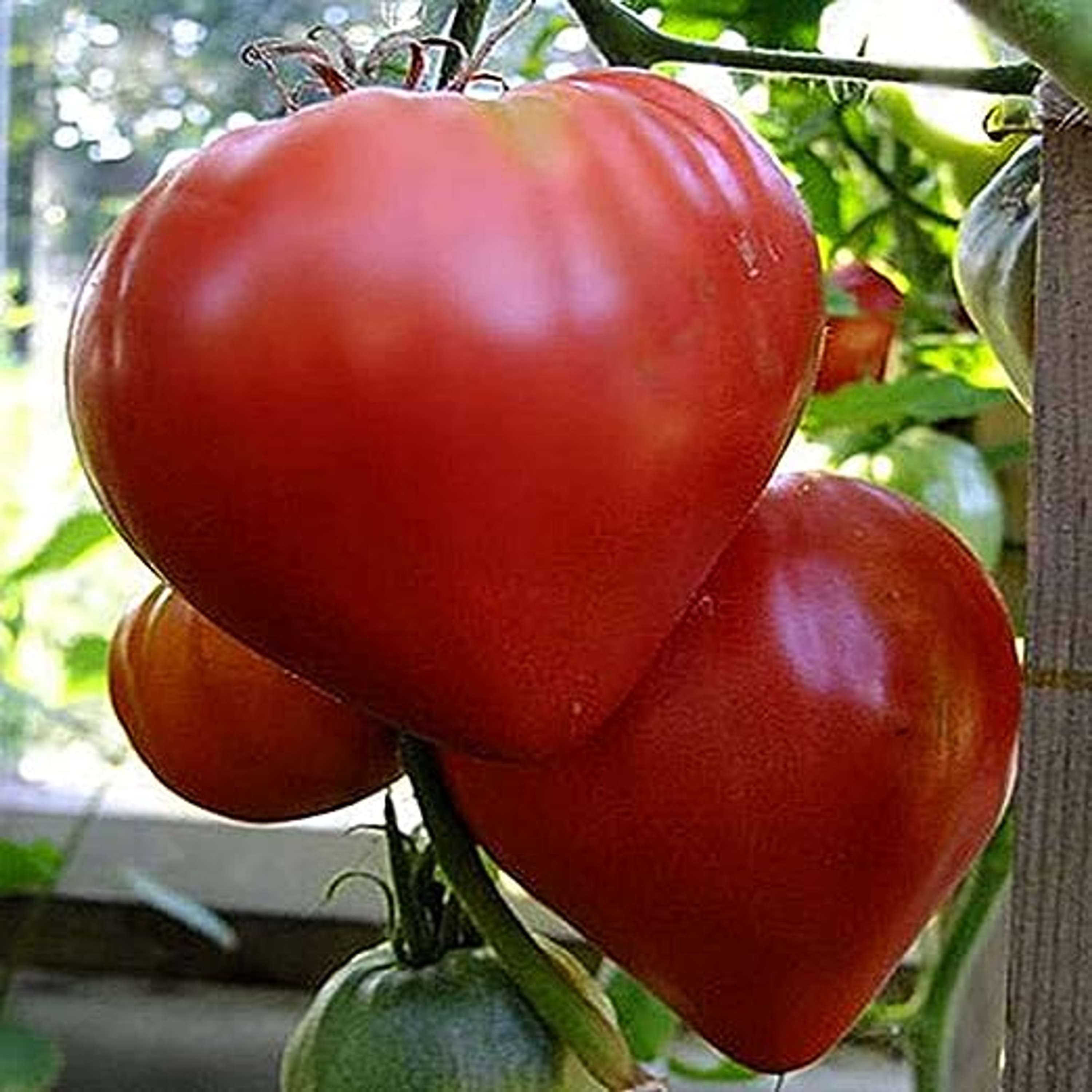 Sam Goldenberg - Growing Carmella Tomatoes episode artwork