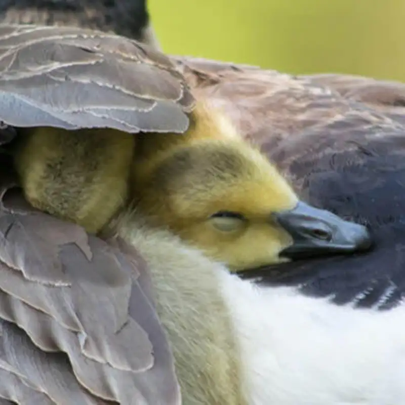 BLOG | Under His Wings