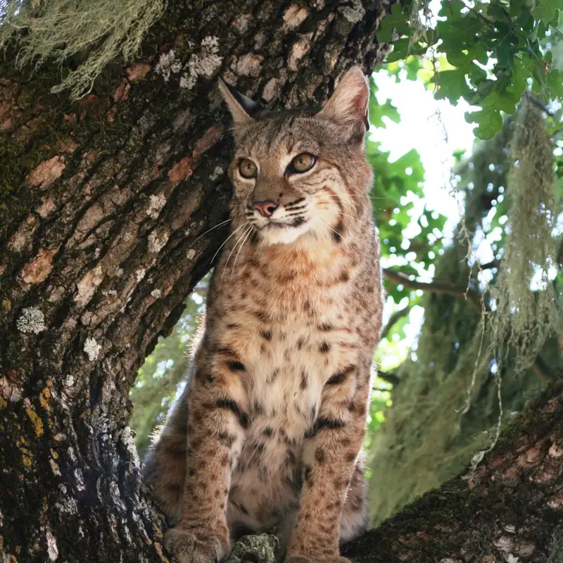 Bobcats
