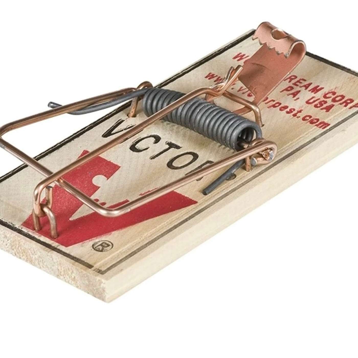 Halachos and ethics of killing bugs and pests