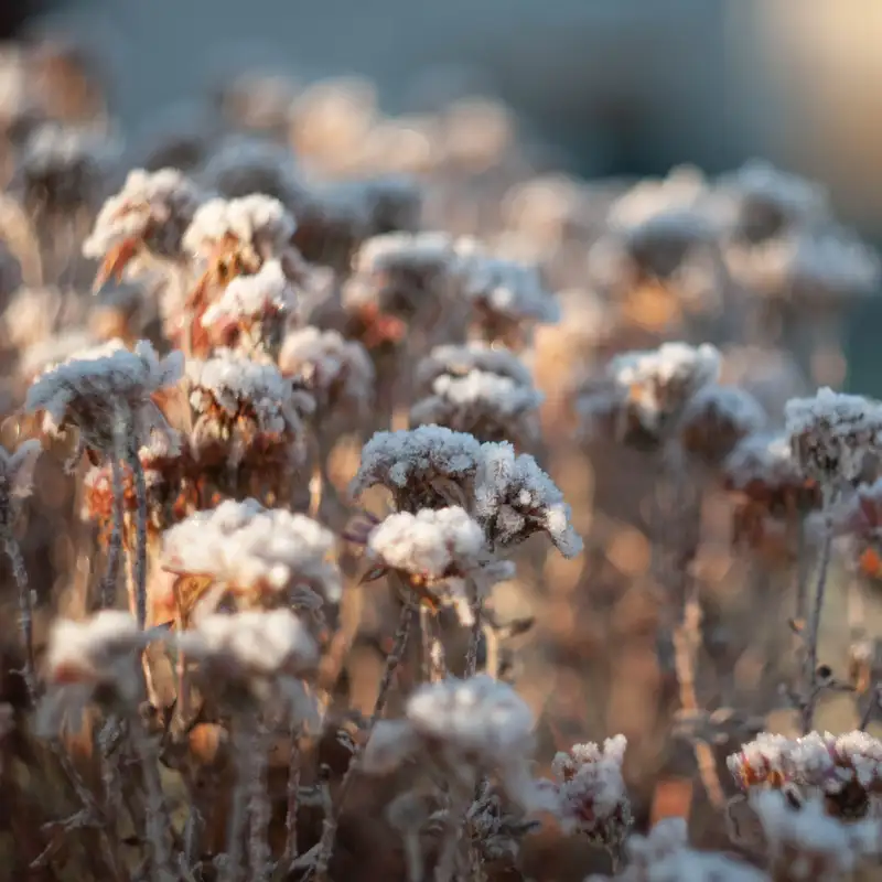 Karmels hage, Trosbekjennelsen, del 41: Jomfru Maria: Jesu mor og vår mor.