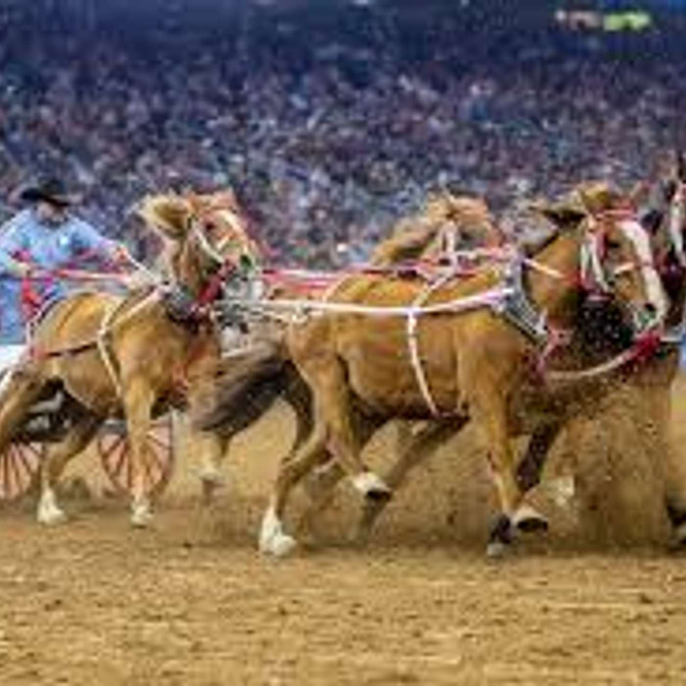 Houston Livestock Show and Rodeo - How It Works! Houston Livestock Show and Rodeo - How It Works!