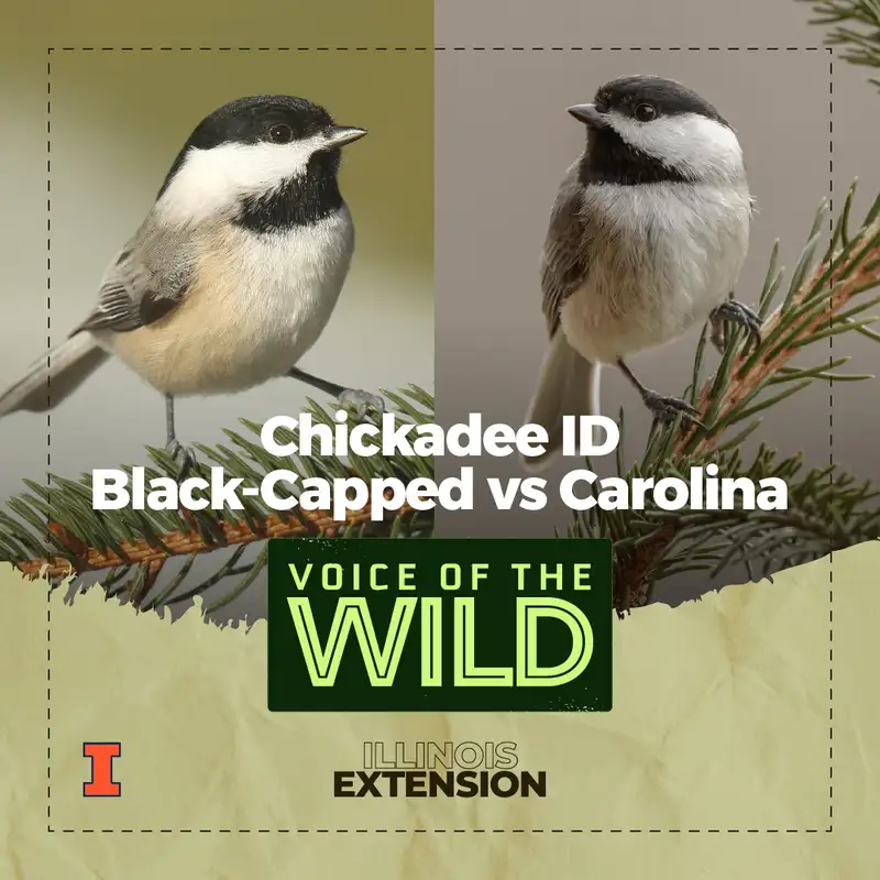 Episode 37: Black-Capped or Carolina? Chickadee ID – Voice of the Wild