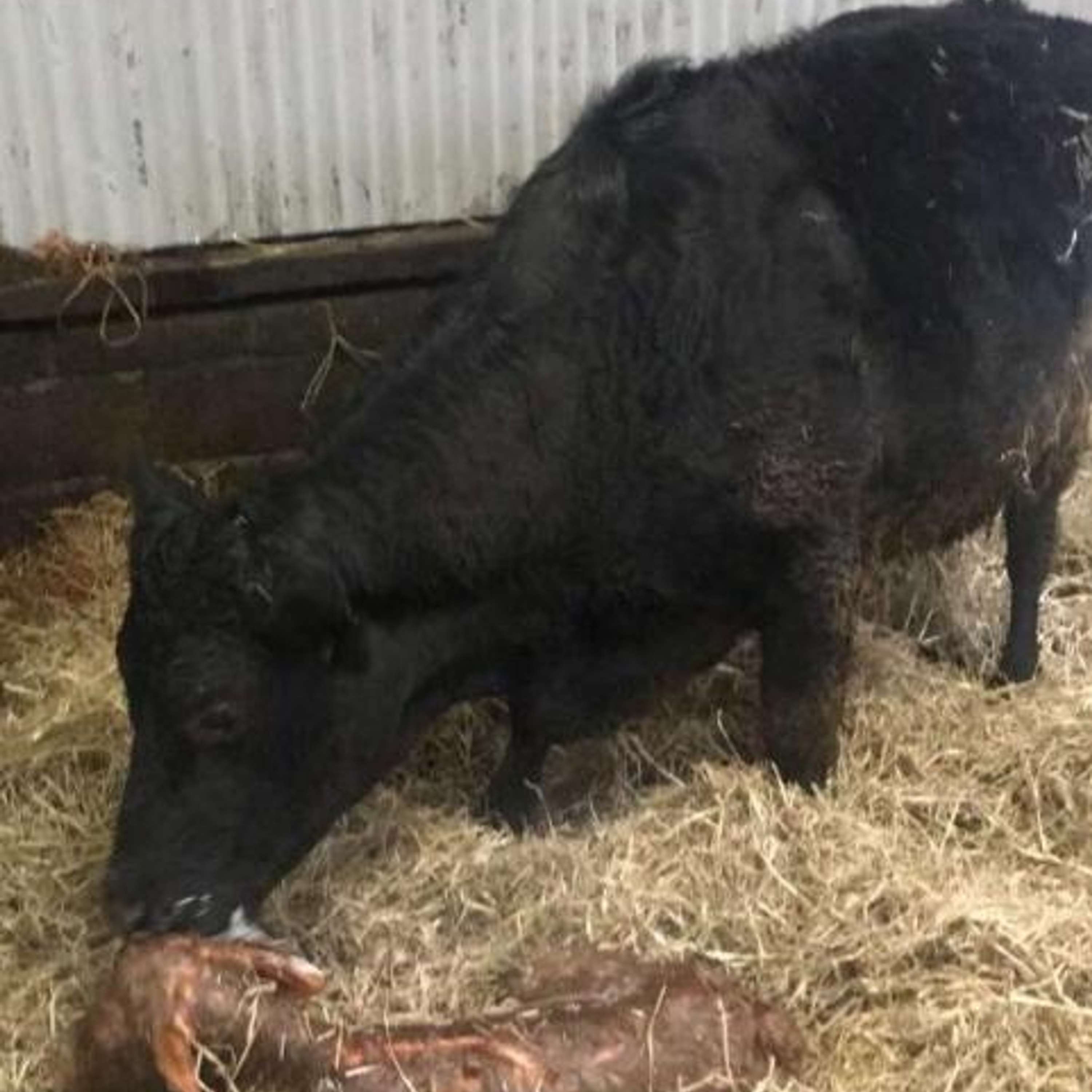 Caring for the Newborn Calf (Preparing for Calving Pt 3)