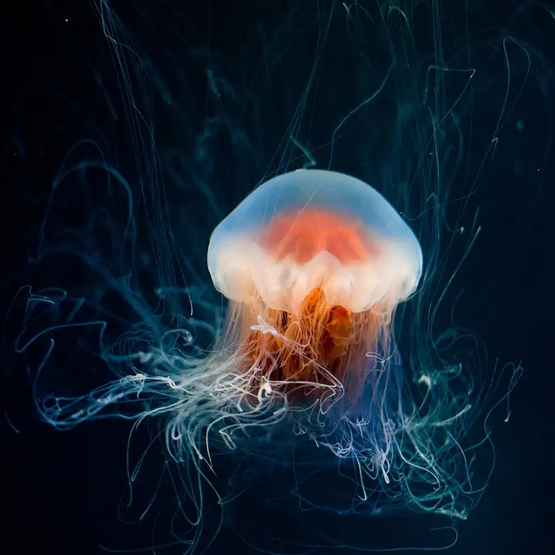 Longest Living Animals