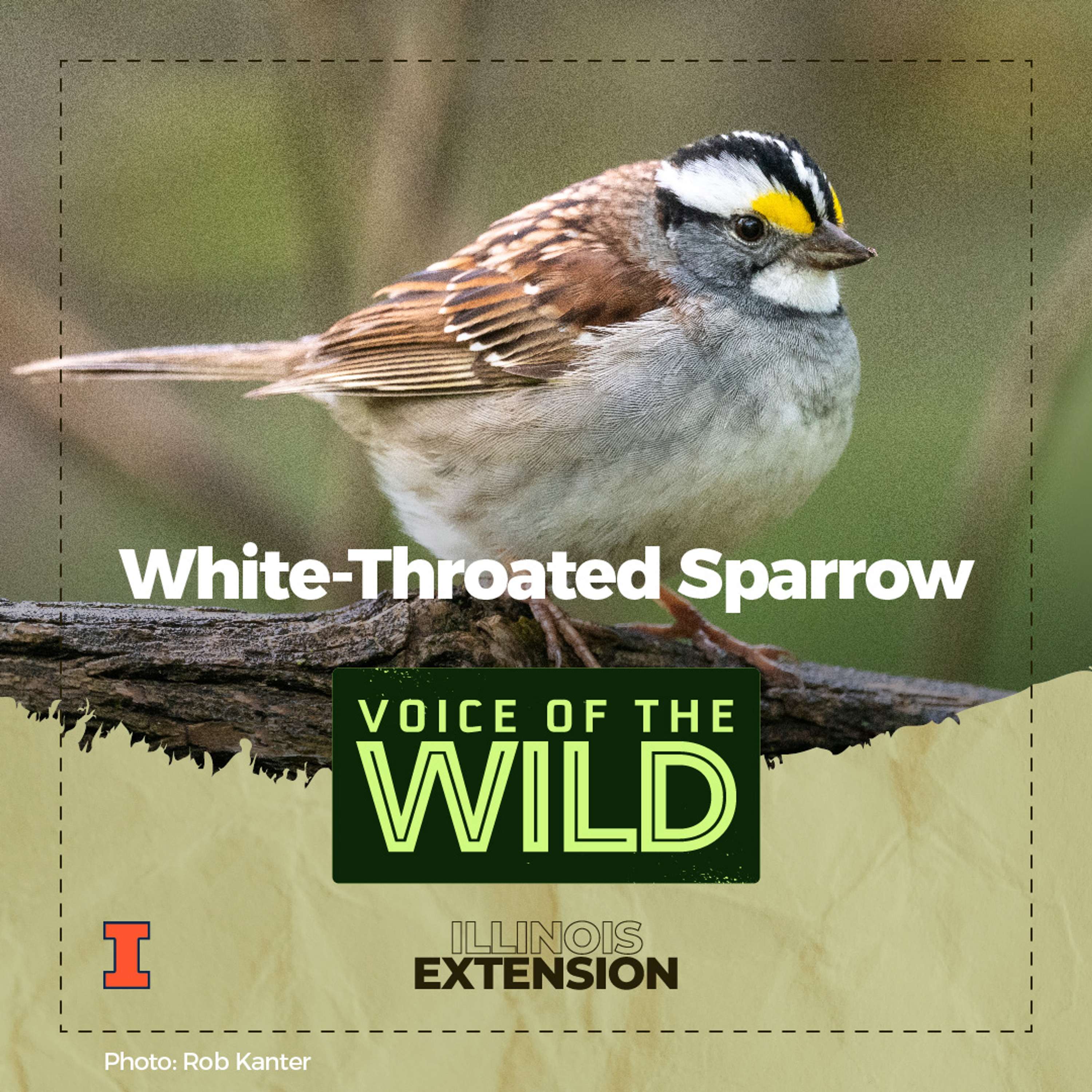 Voice of the Wild