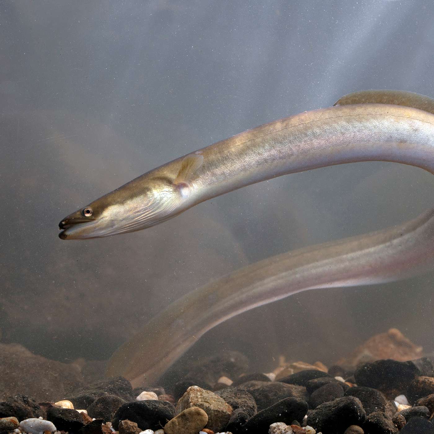 "Het Nederlandse watersysteem is net zo interessant als een tropisch koraalrif"