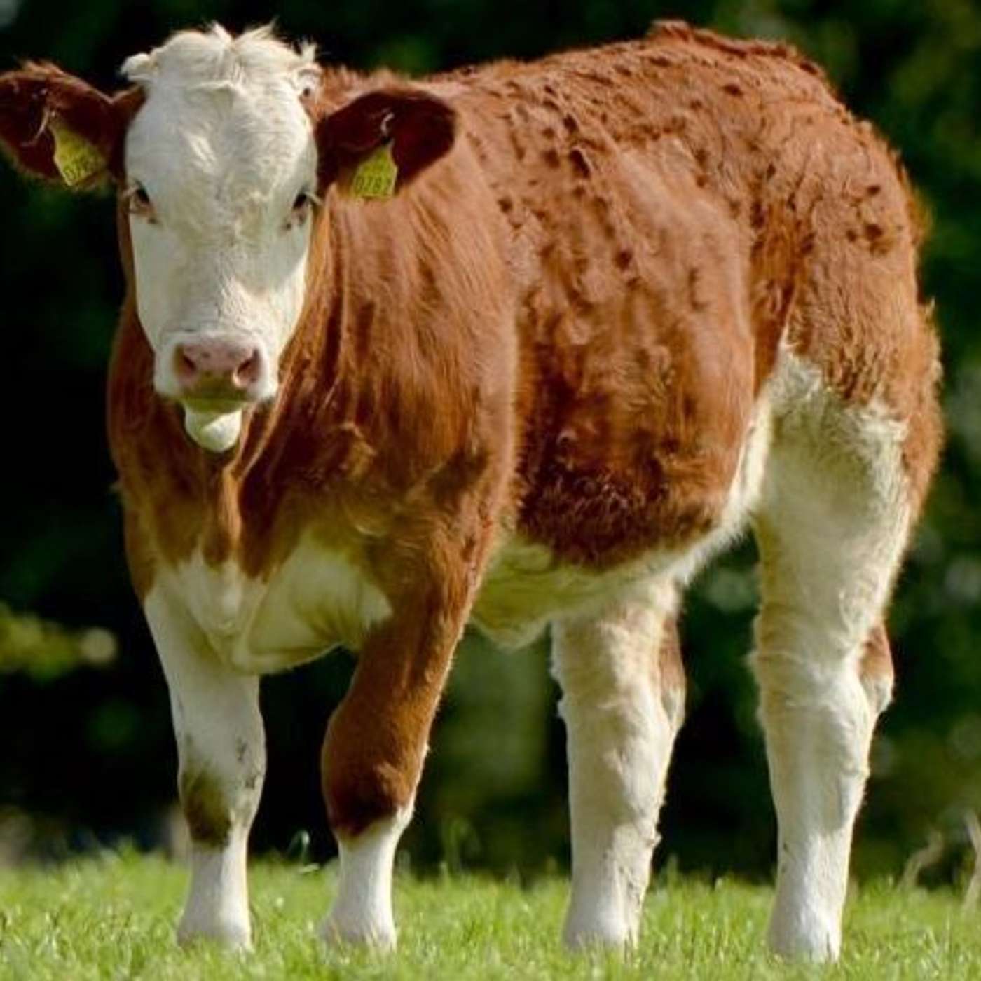 The Beef Edge