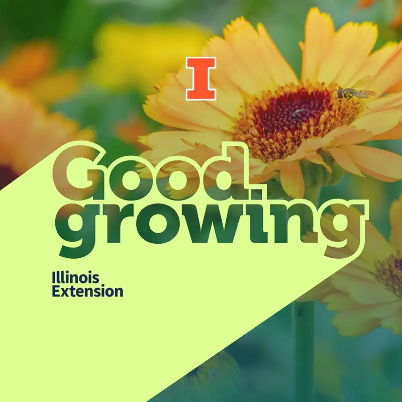 Gardenbite: Calendula: An ornamental with many uses in the garden and kitchen | #GoodGrowing