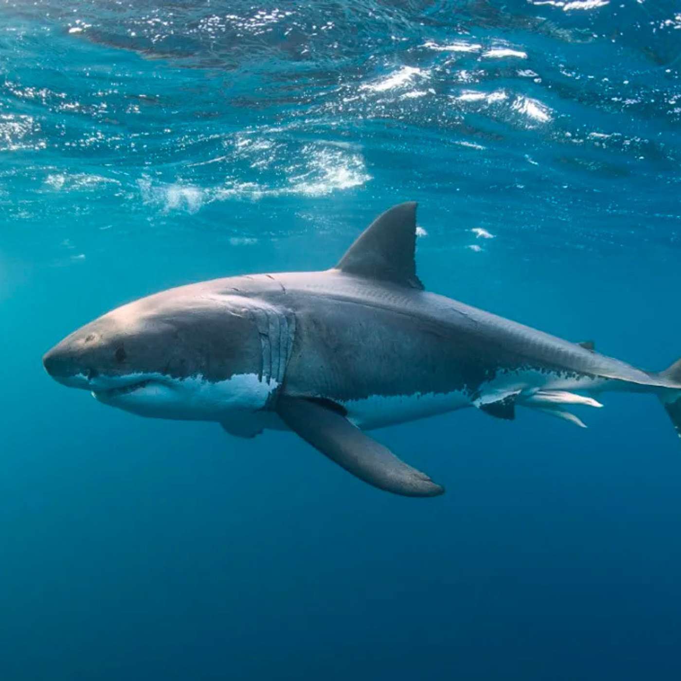 Sharks and the US presidency: A conversation with bite