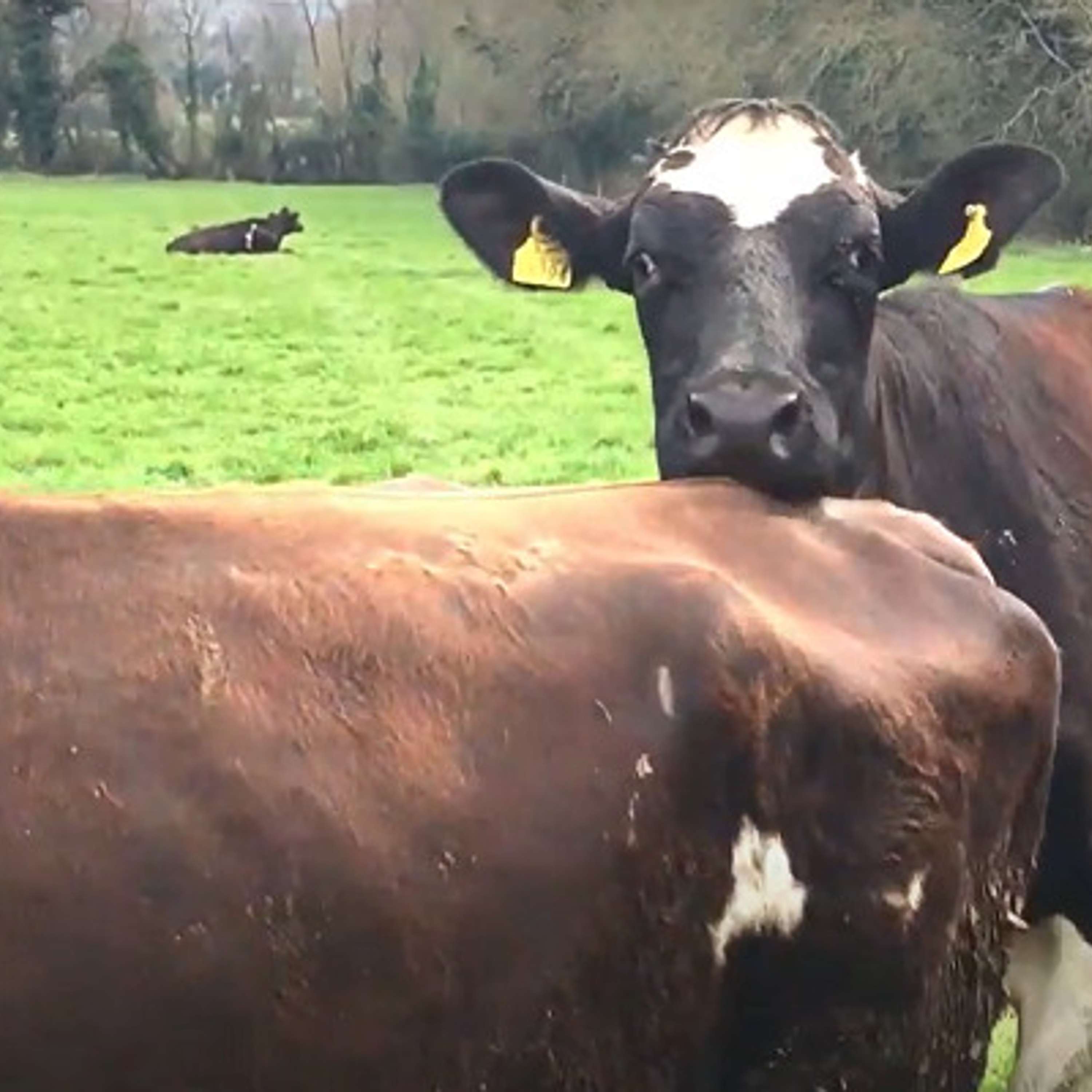 The Dairy Edge