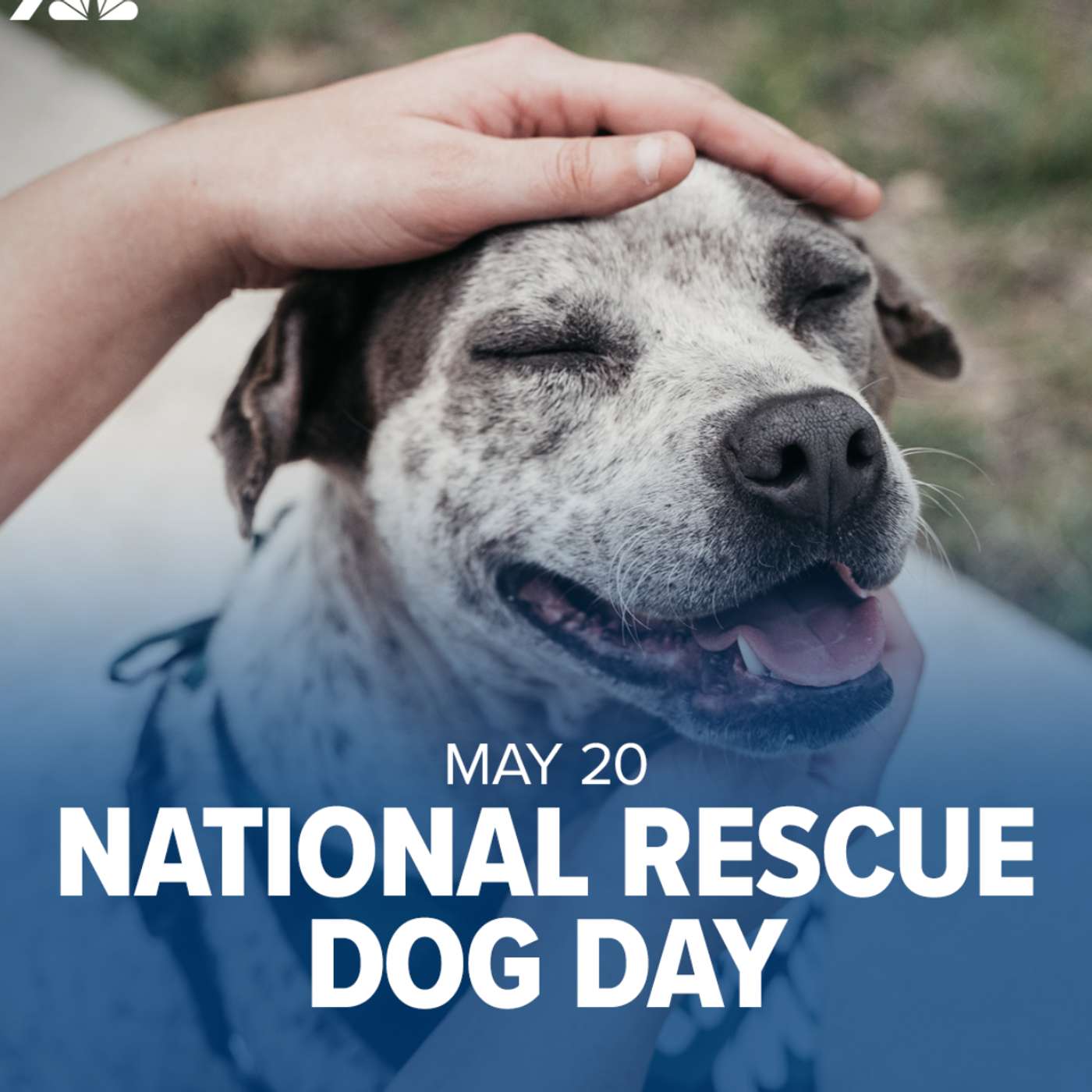 A Dogs Devotion