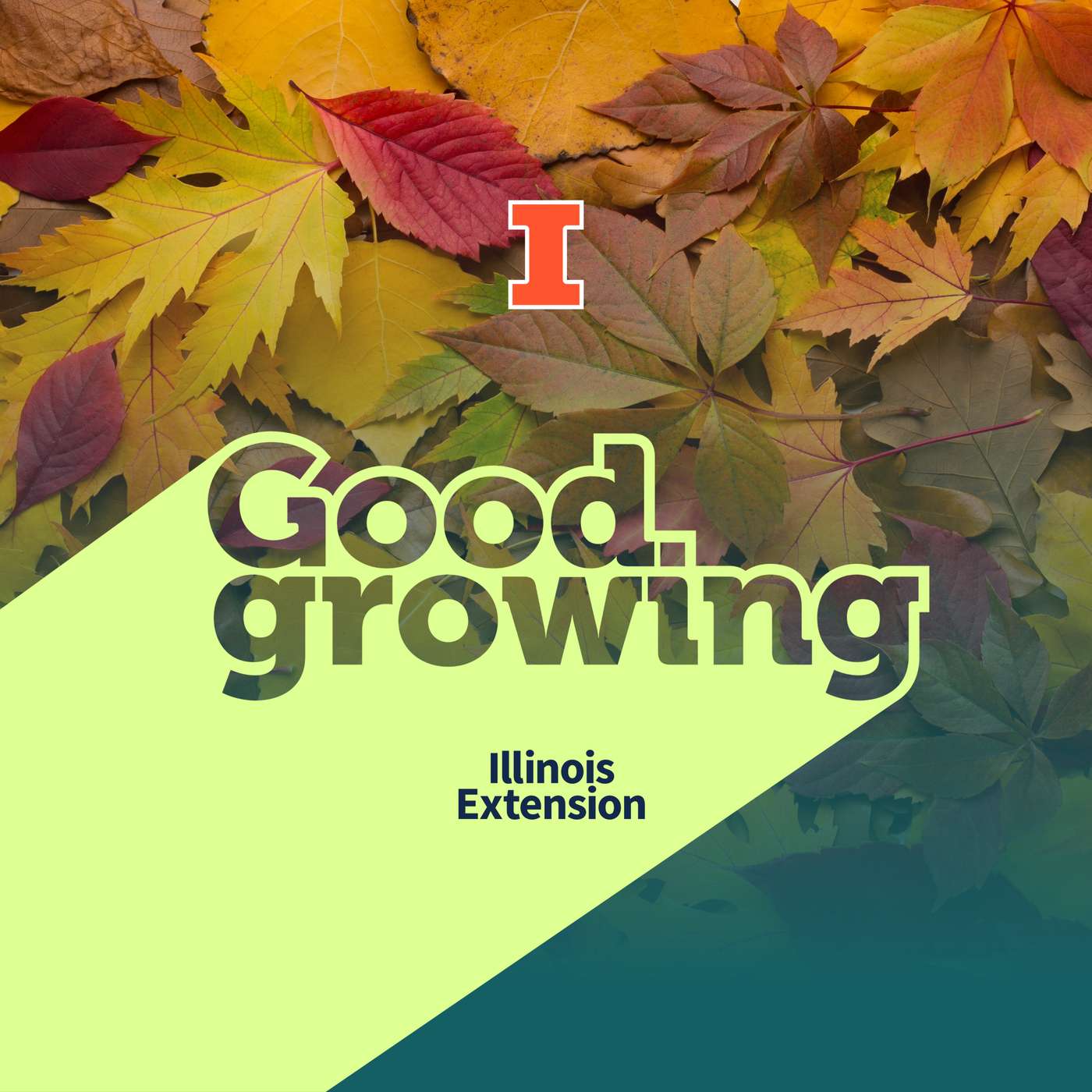 Ep 228 Should they stay or should they go: What should we do with fallen leaves? | #GoodGrowing