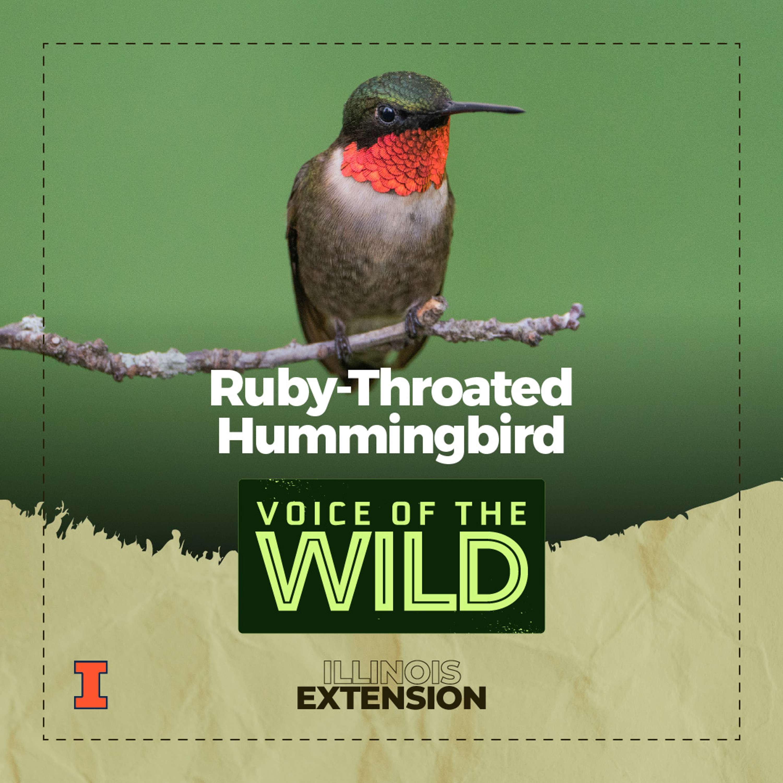 Voice of the Wild