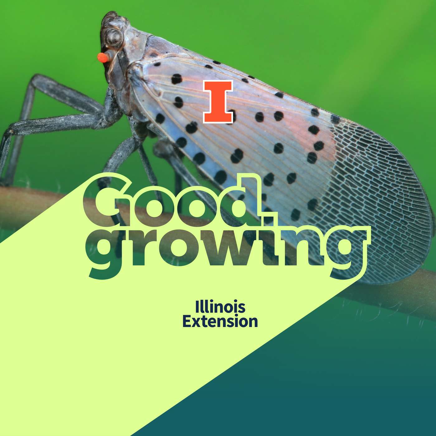 Ep. 226 Spotted lanternfly in Illinois: Where it is and what to look for | #GoodGrowing