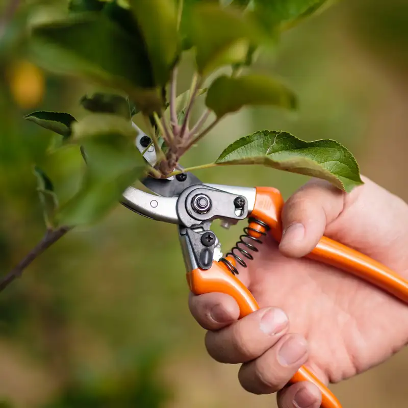 Fruit Tree Pruning Techniques with Tom Spellman