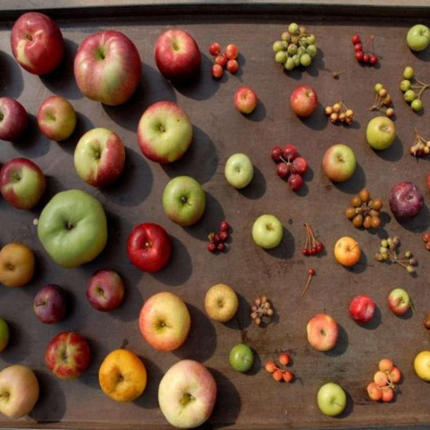 Orchard People