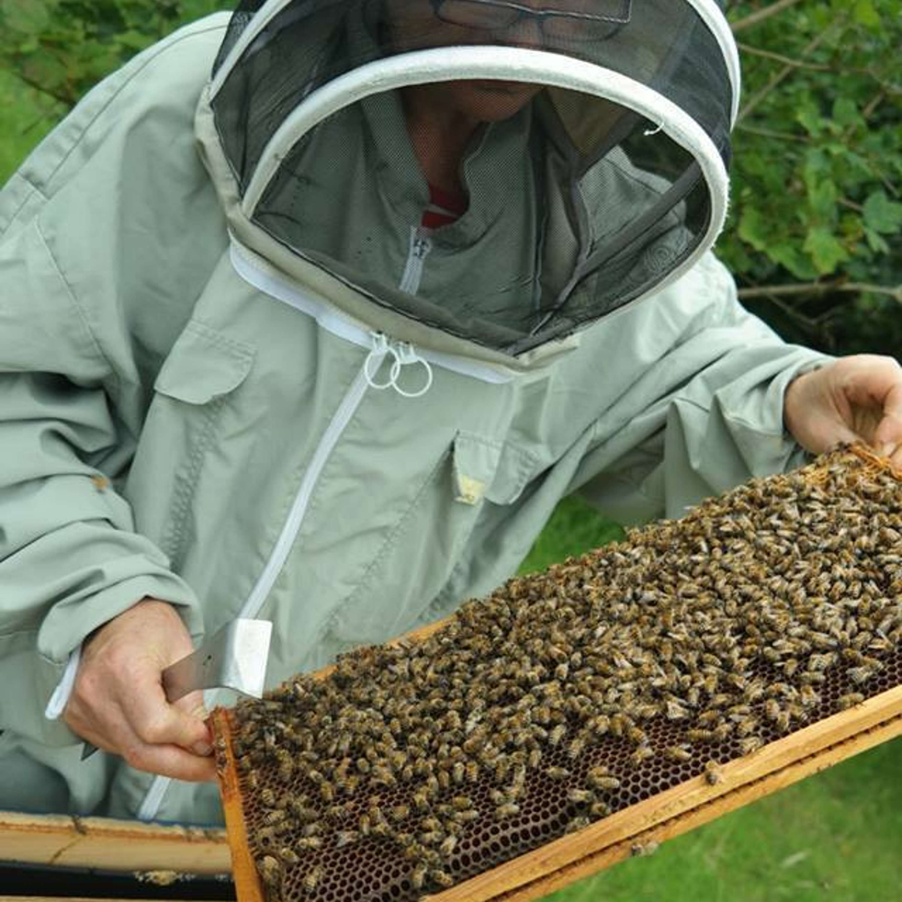 Breeding the Honeybee