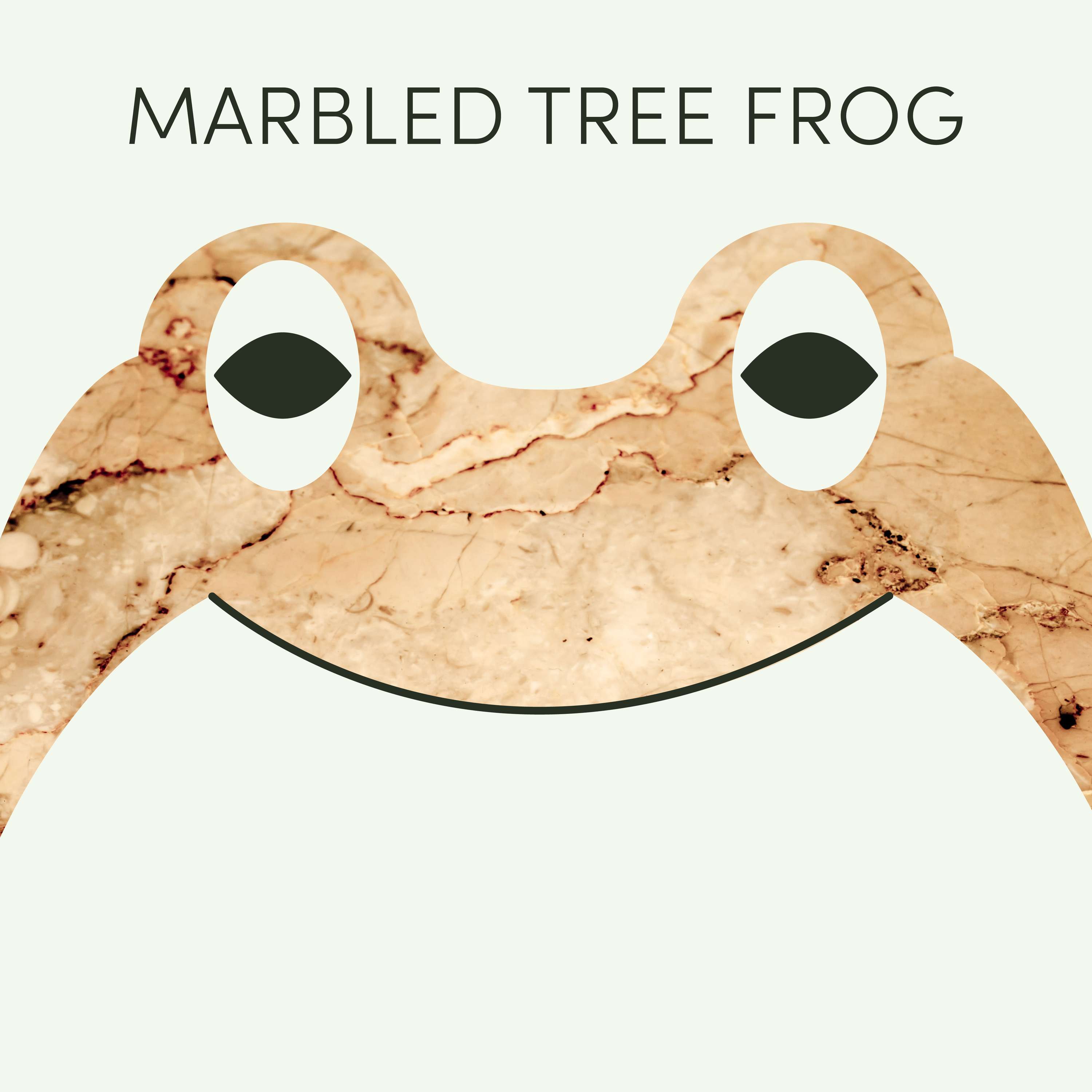 Marbled Tree Frog | Week of January 27th