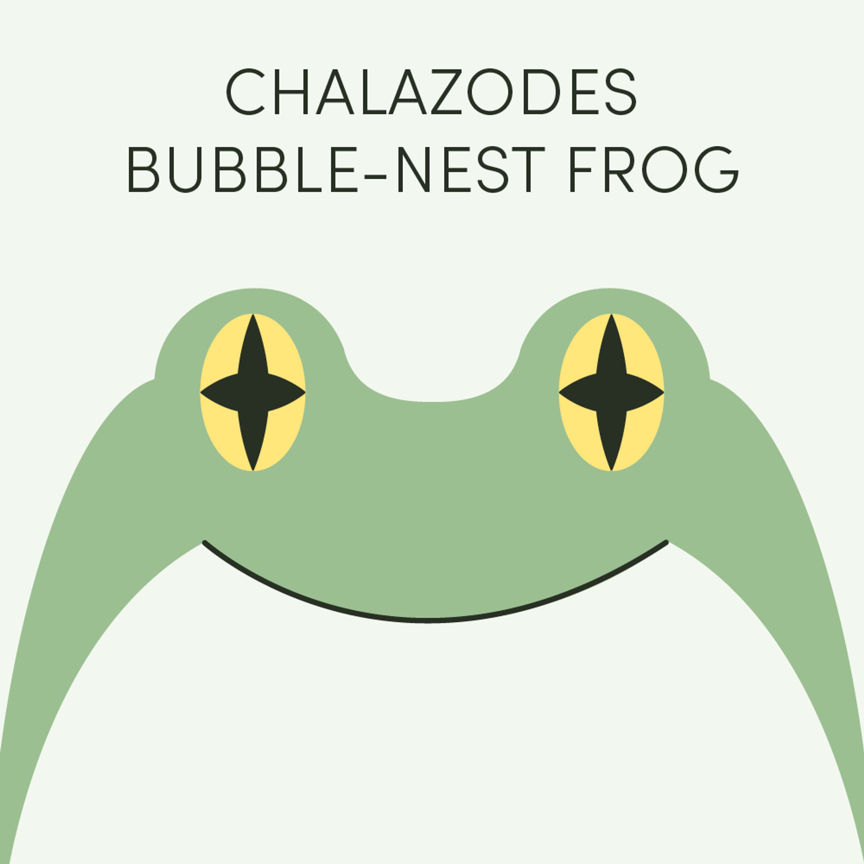 Chalazodes Bubble-Nest Frog | Week of July 29th