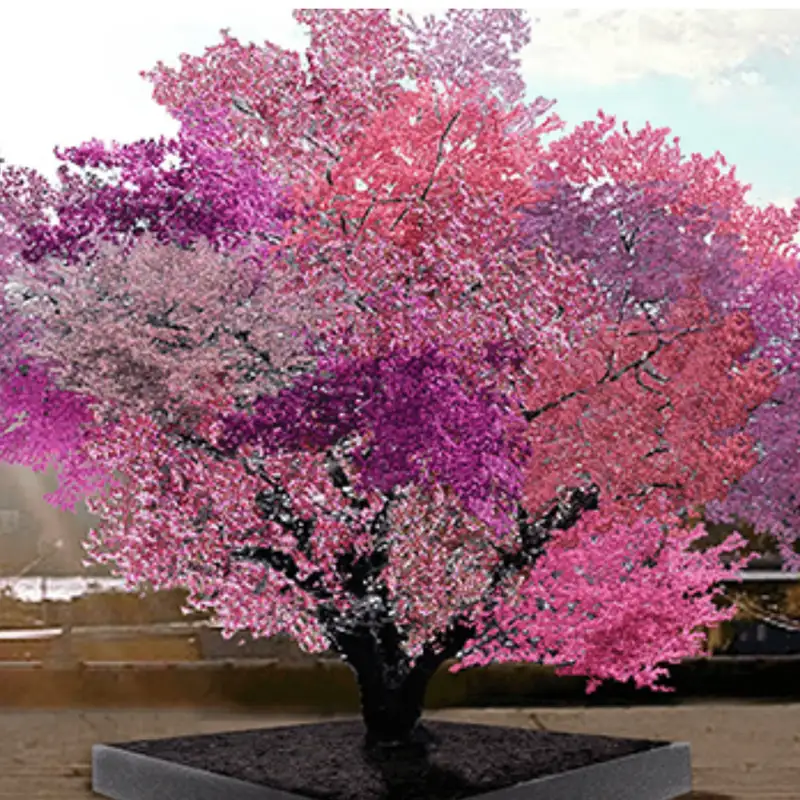 Creating a "Tree of 40 Fruit" with Sam Van Aken