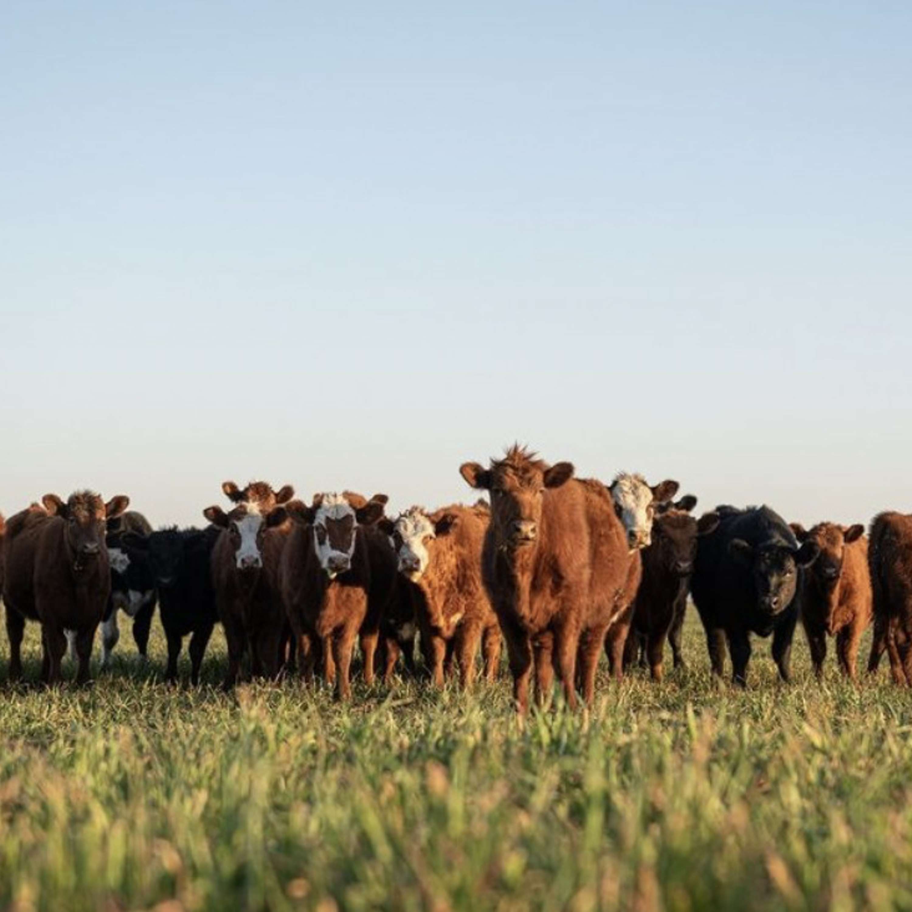 The Global Roundtable for Sustainable Beef
