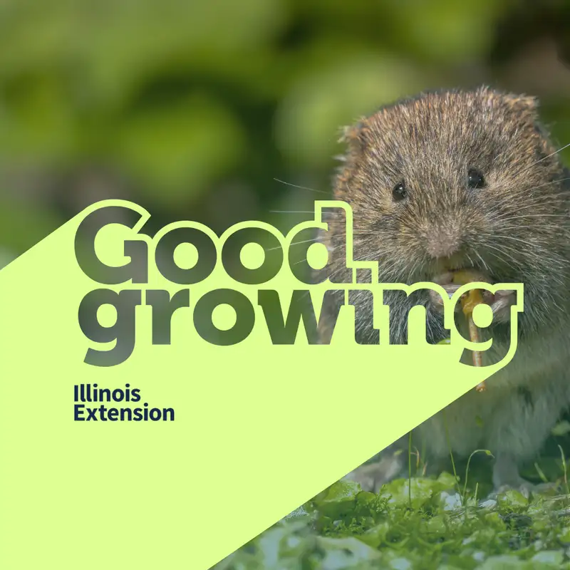 Gardenbite: Voles in the landscape & mice in the house | #GoodGrowing